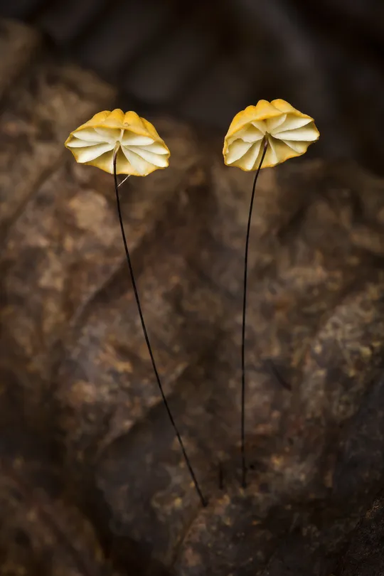 Marasmius