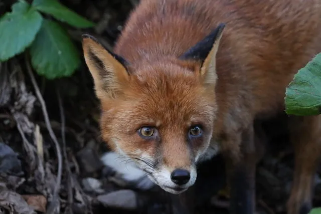 The dodder fox