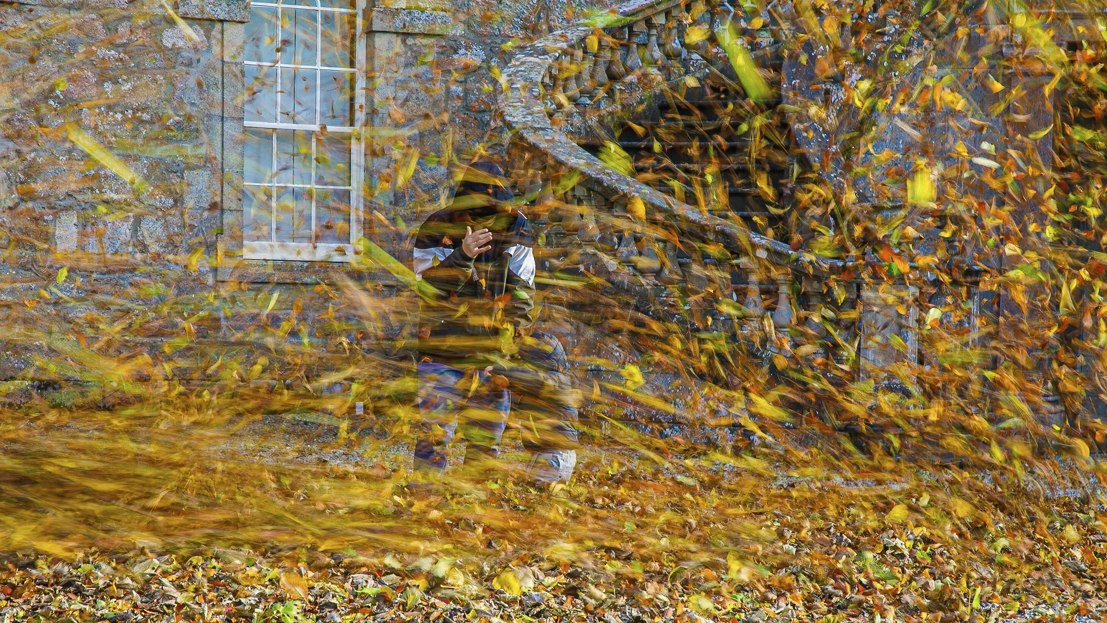 leaves on a windy day