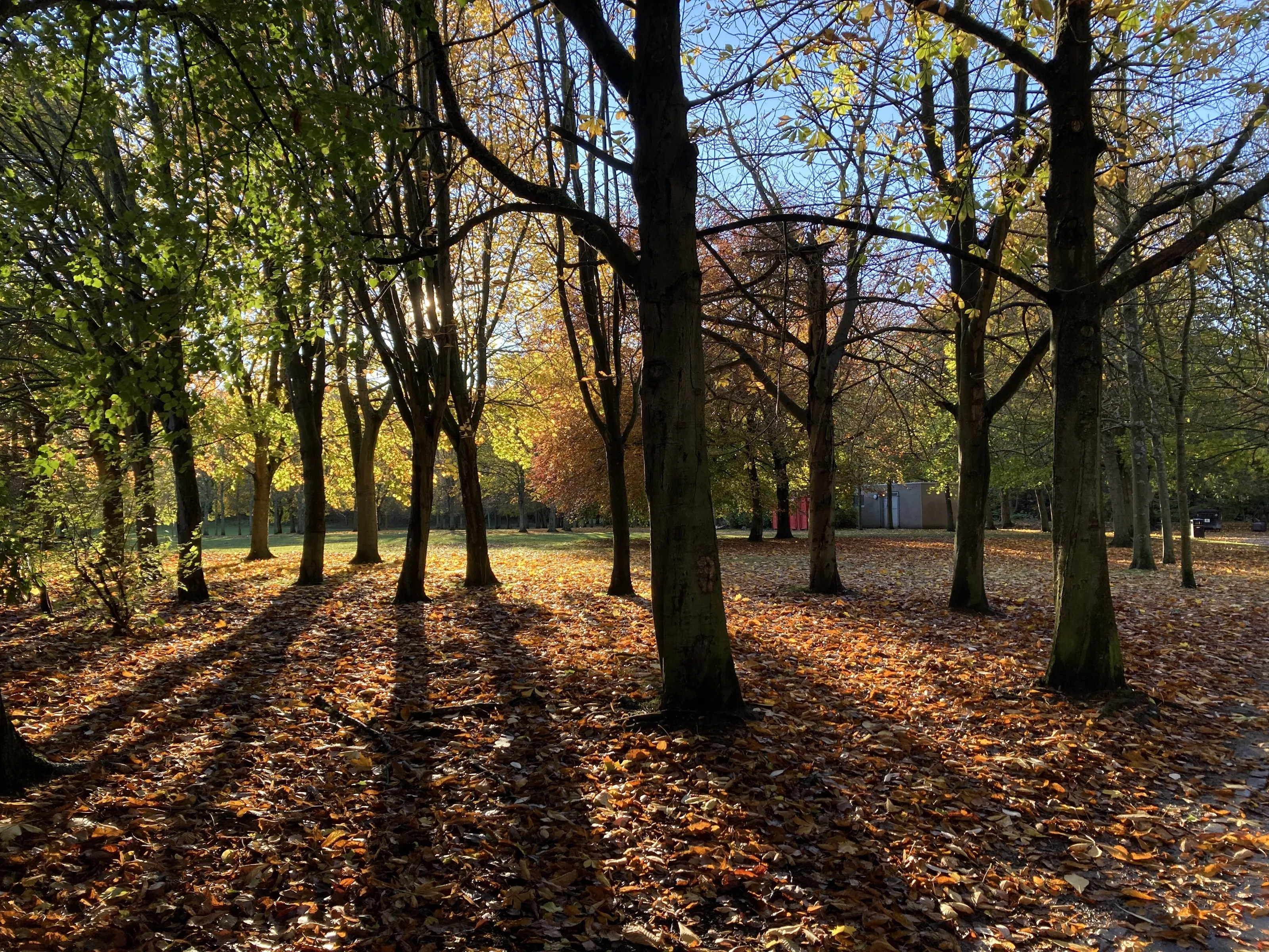 Autumn Colours