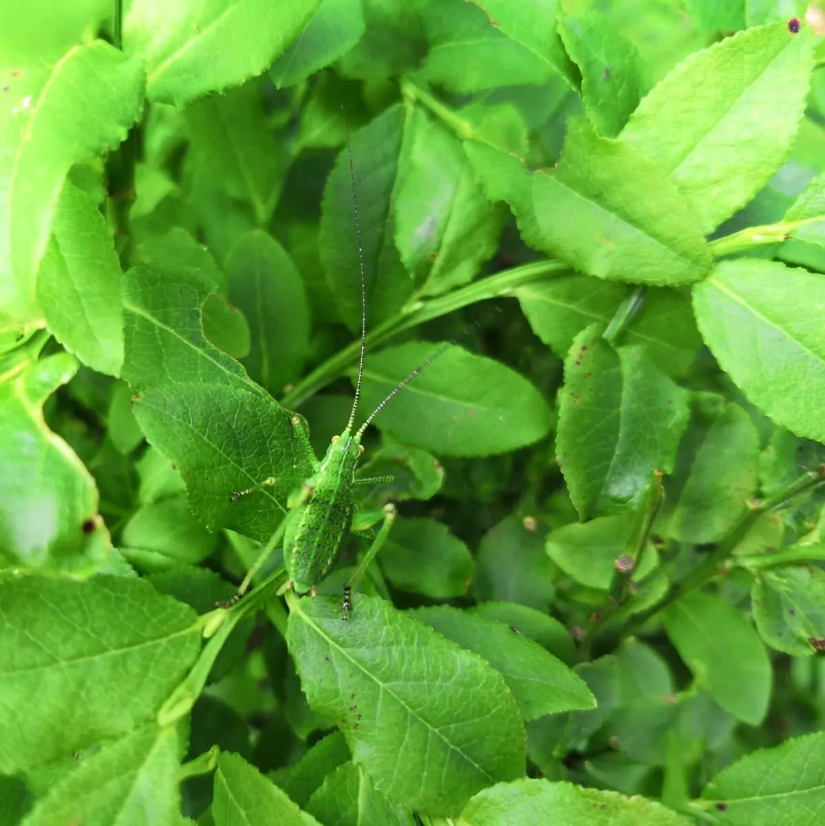 just green?