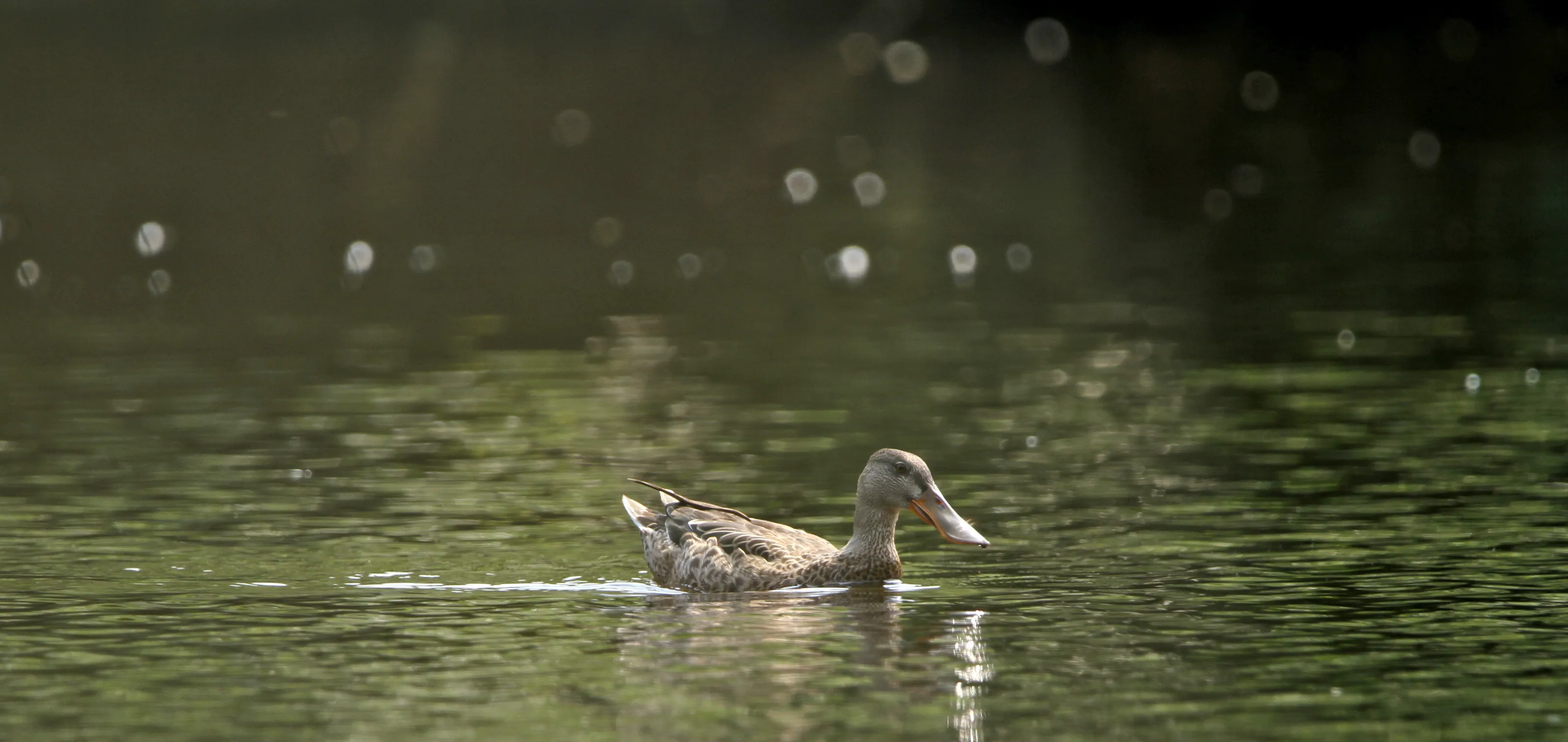 Sparkling Black Duck