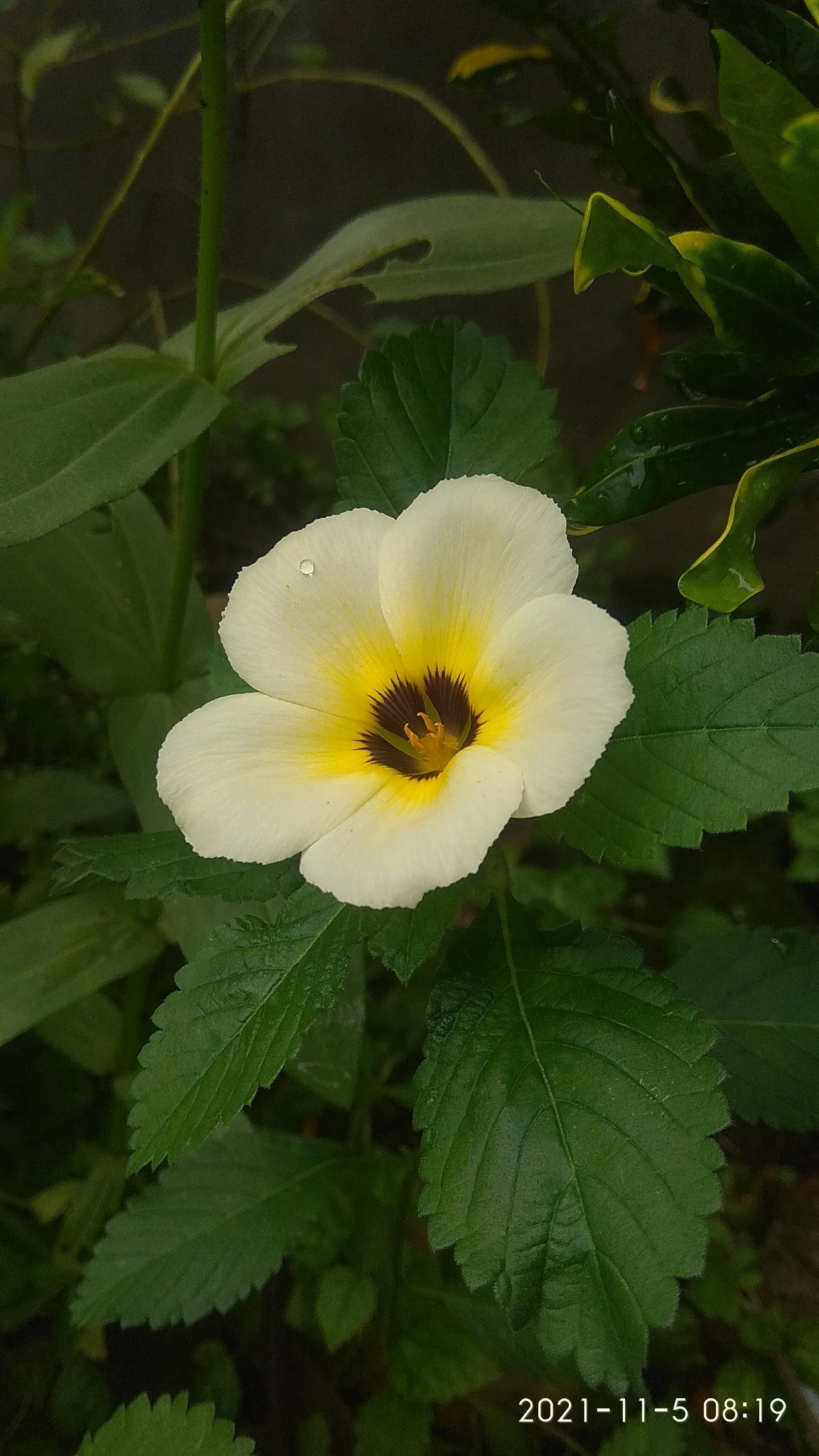 Flower