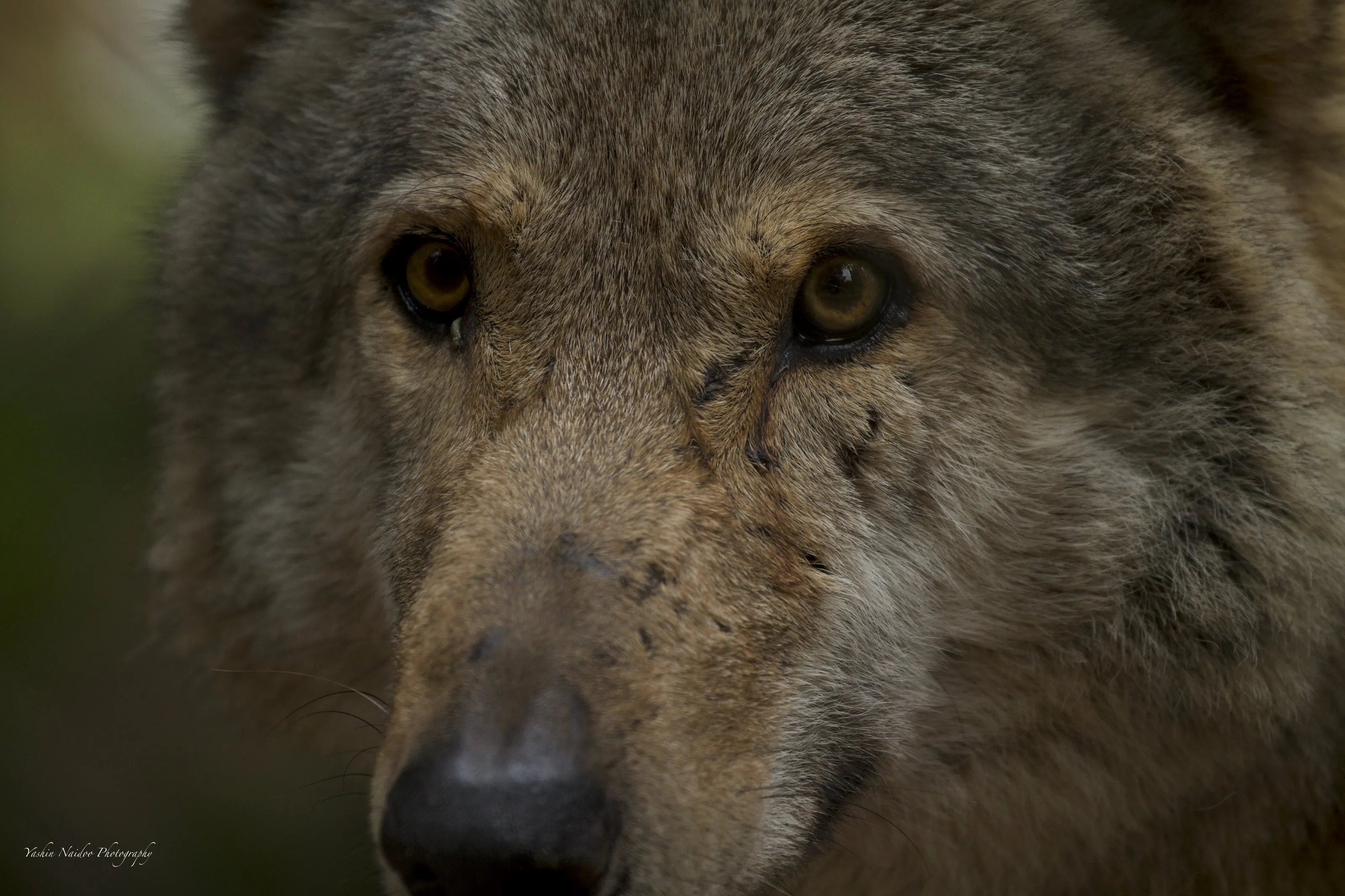 The Eye Of The Wolf