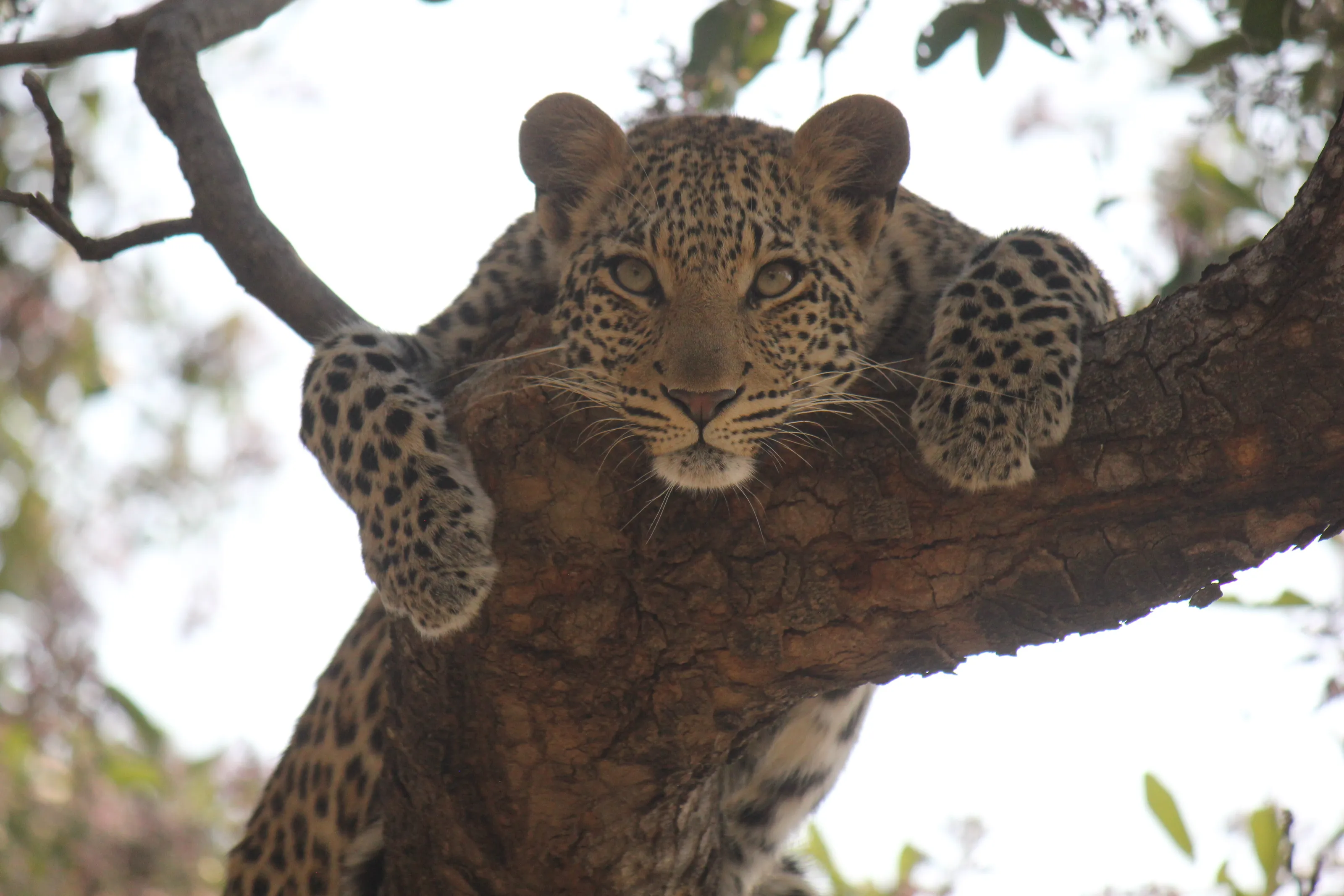 Baby cub relaxing in a tree