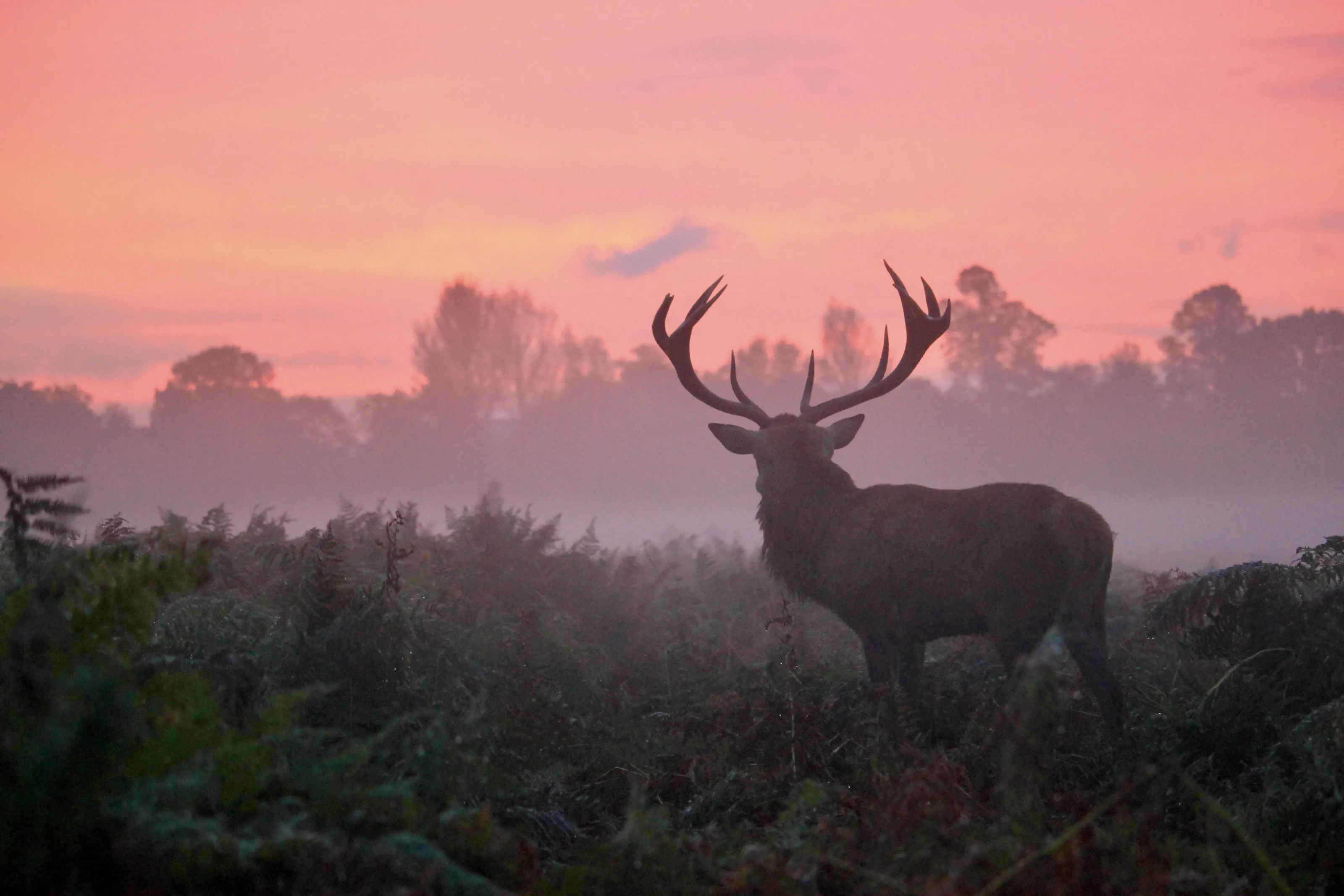 Deer at dawn