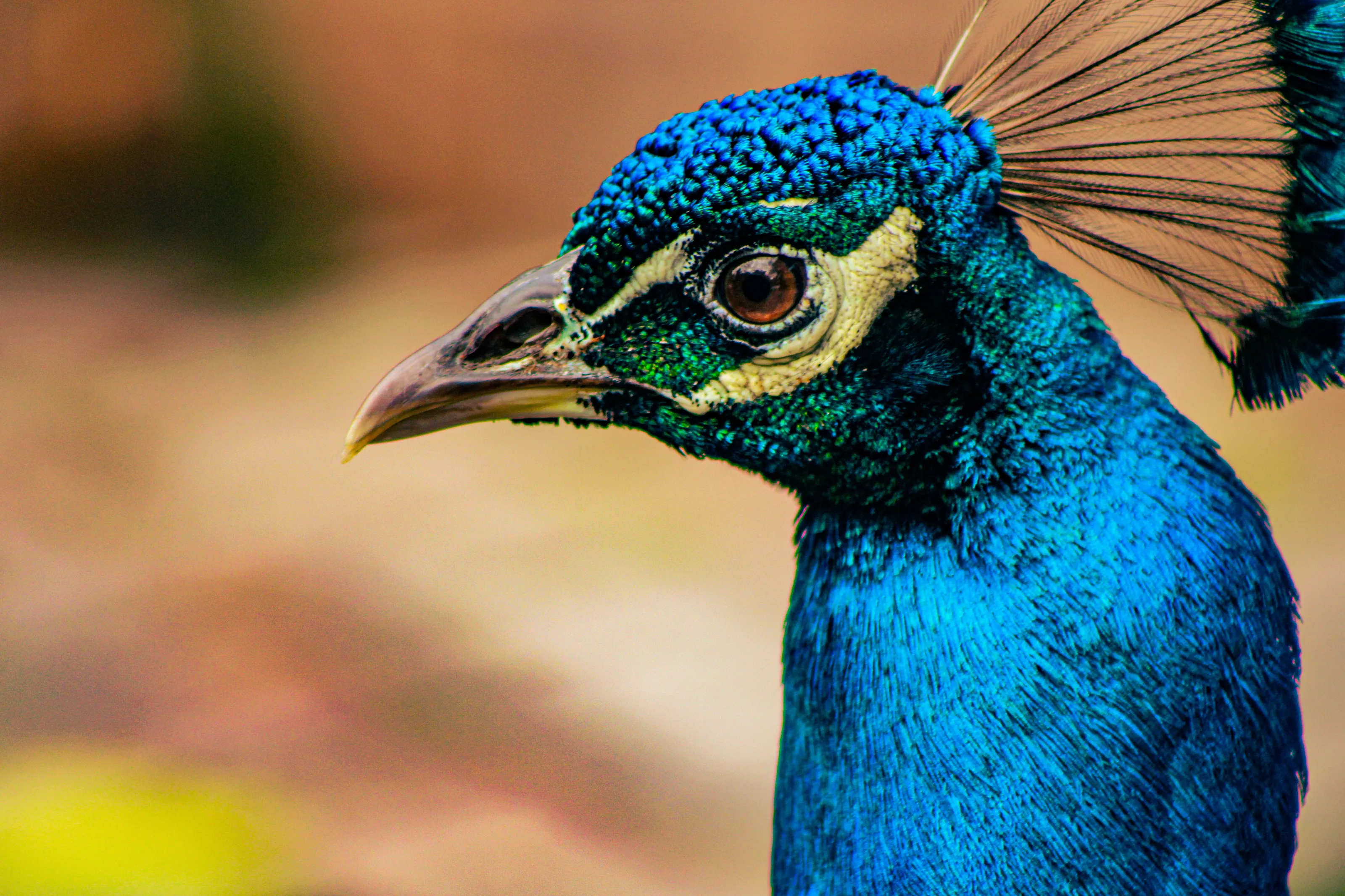 Peacock