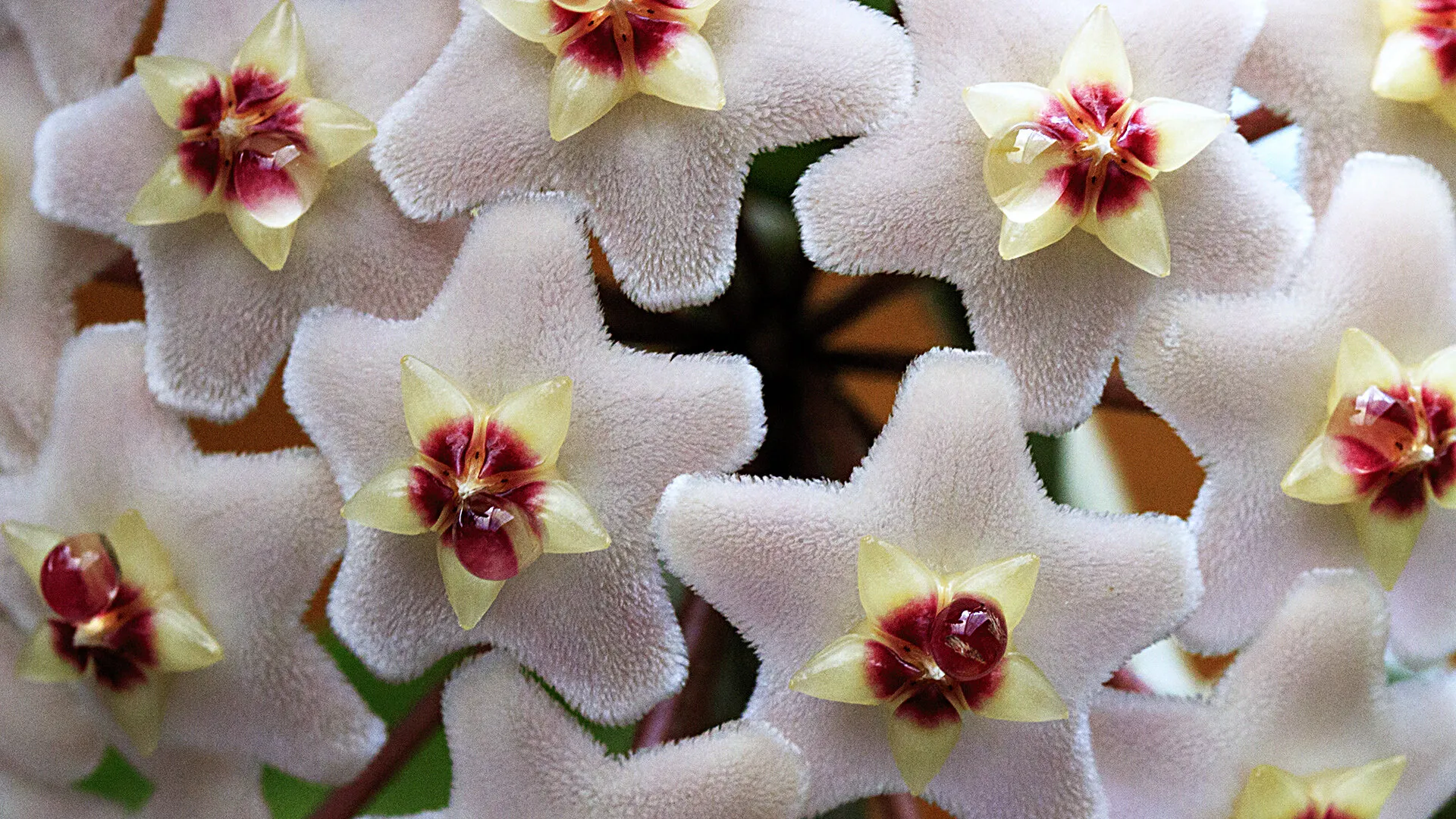 Hoya