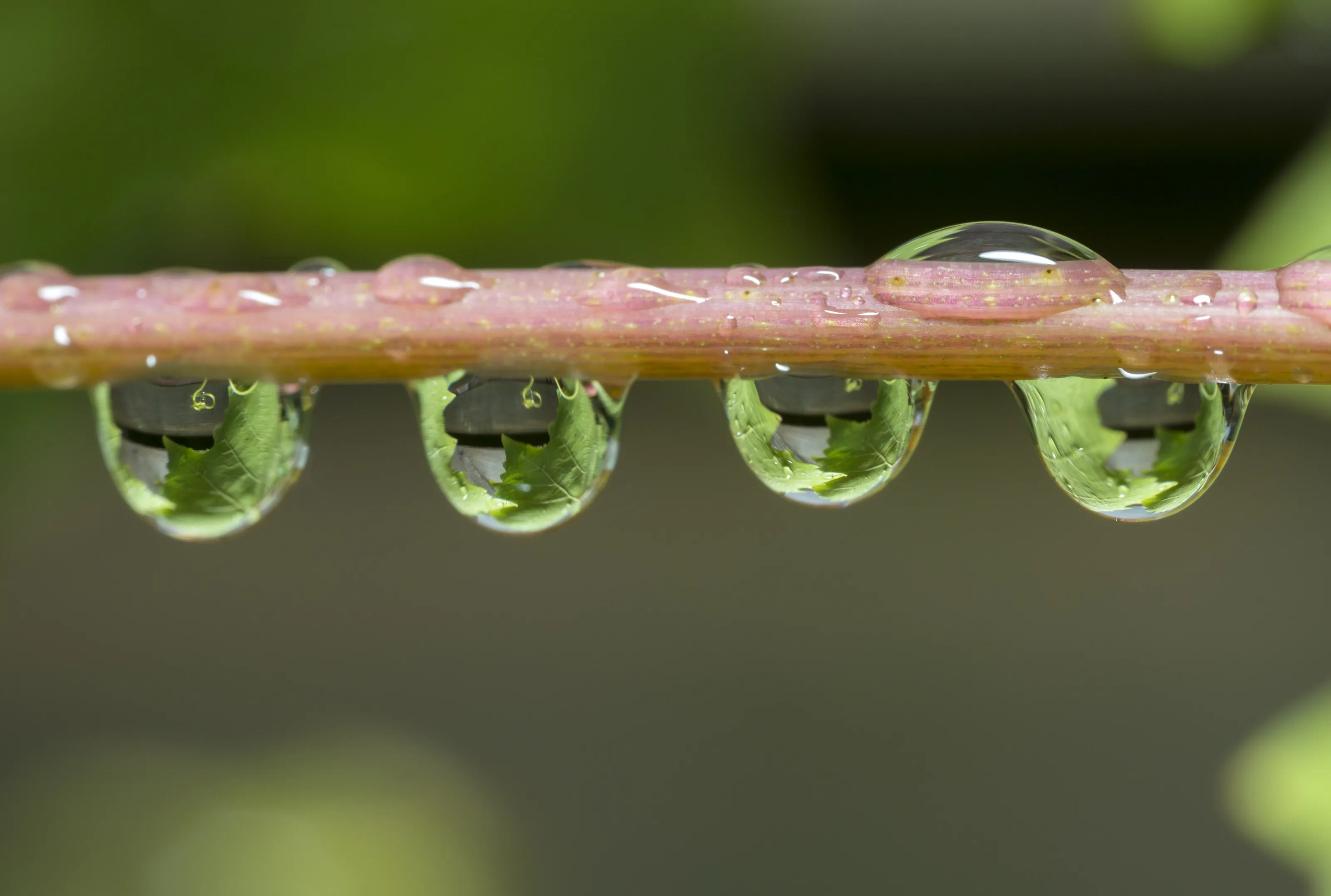 Water drops
