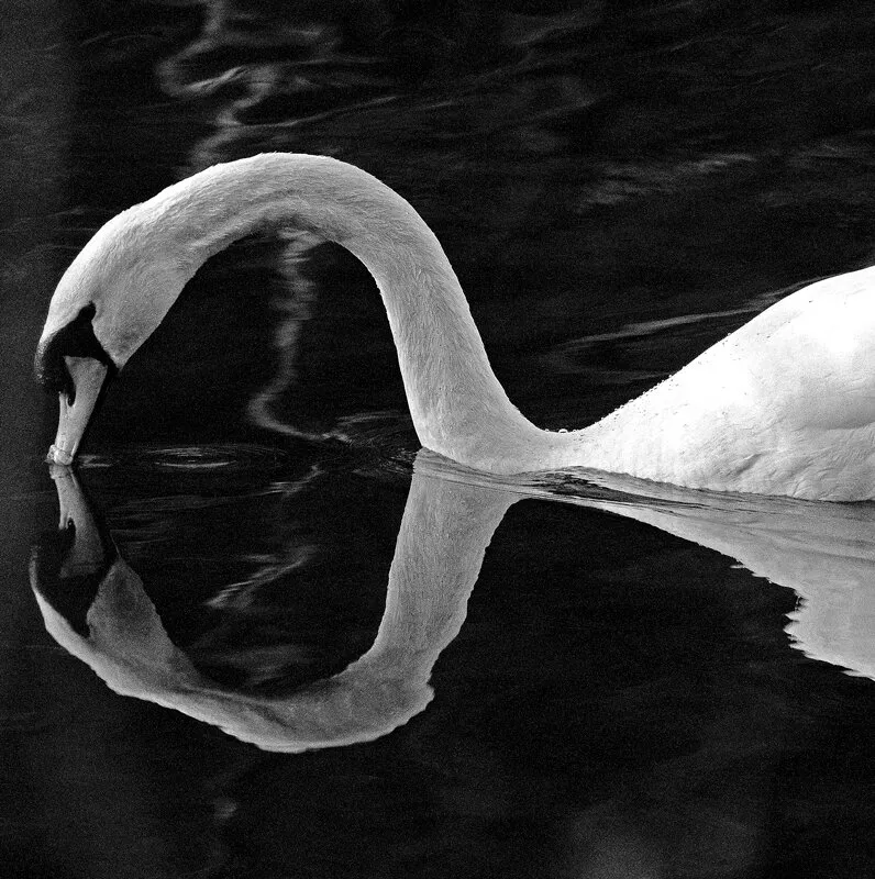 Swan relection
