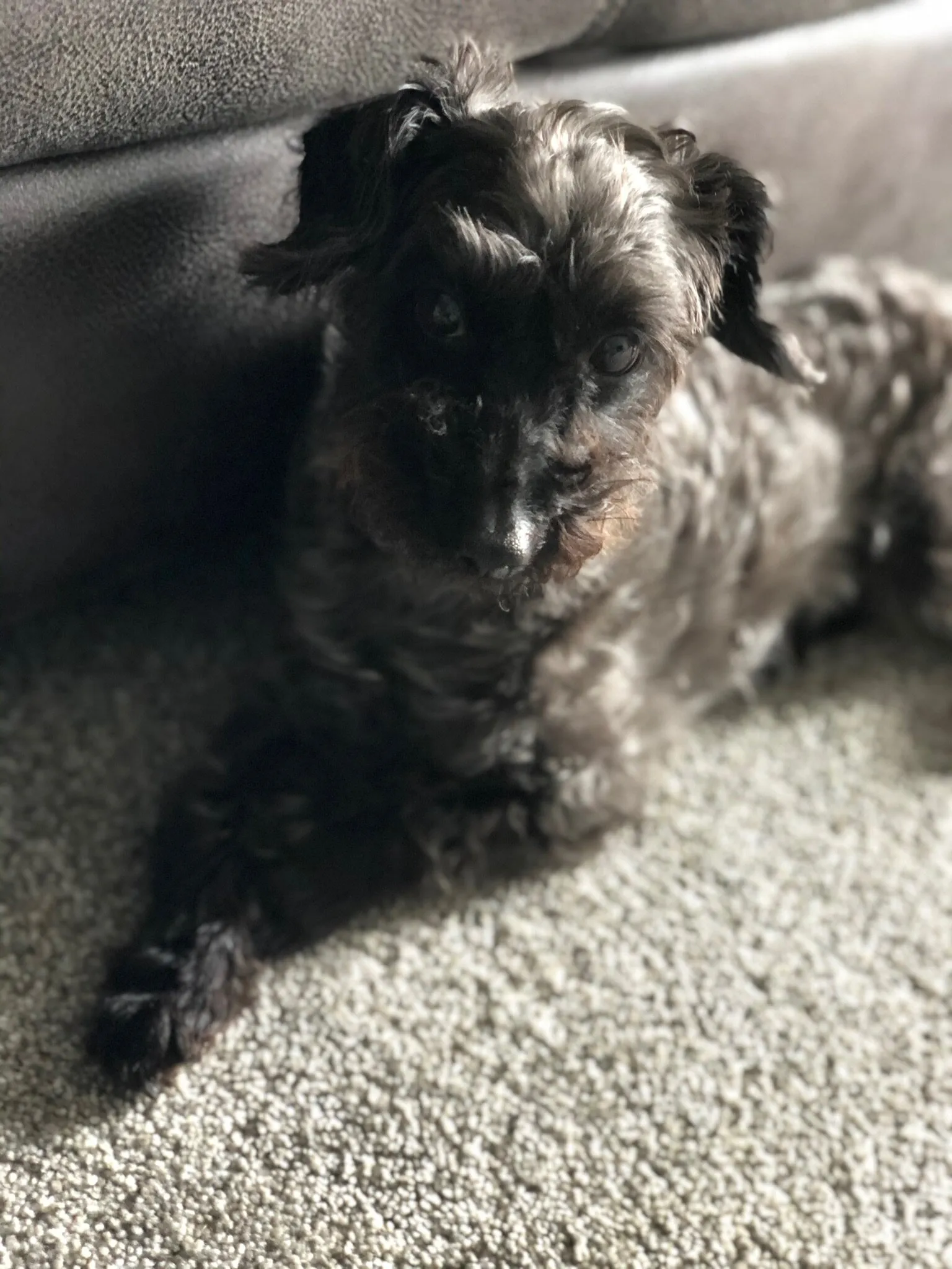 Oliver the Perfectionist