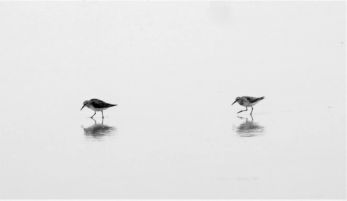 Calidris canutus