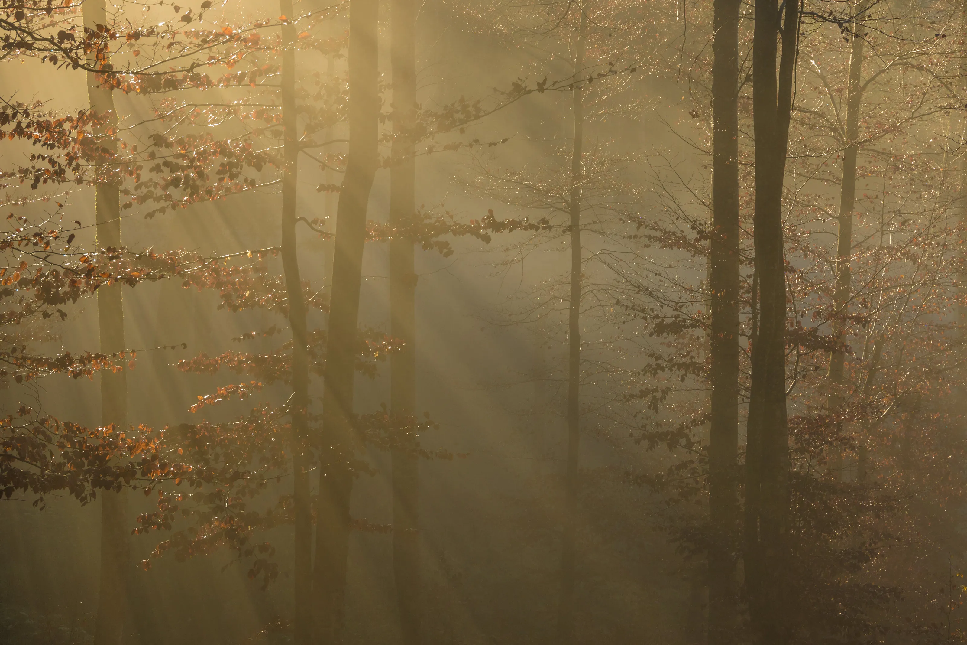 the light in the forest