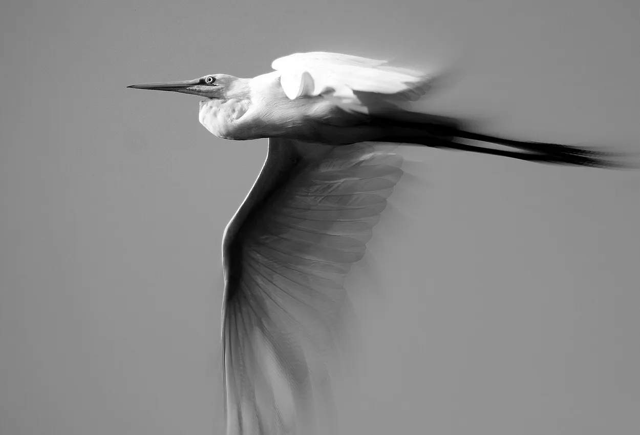 Entry 702650