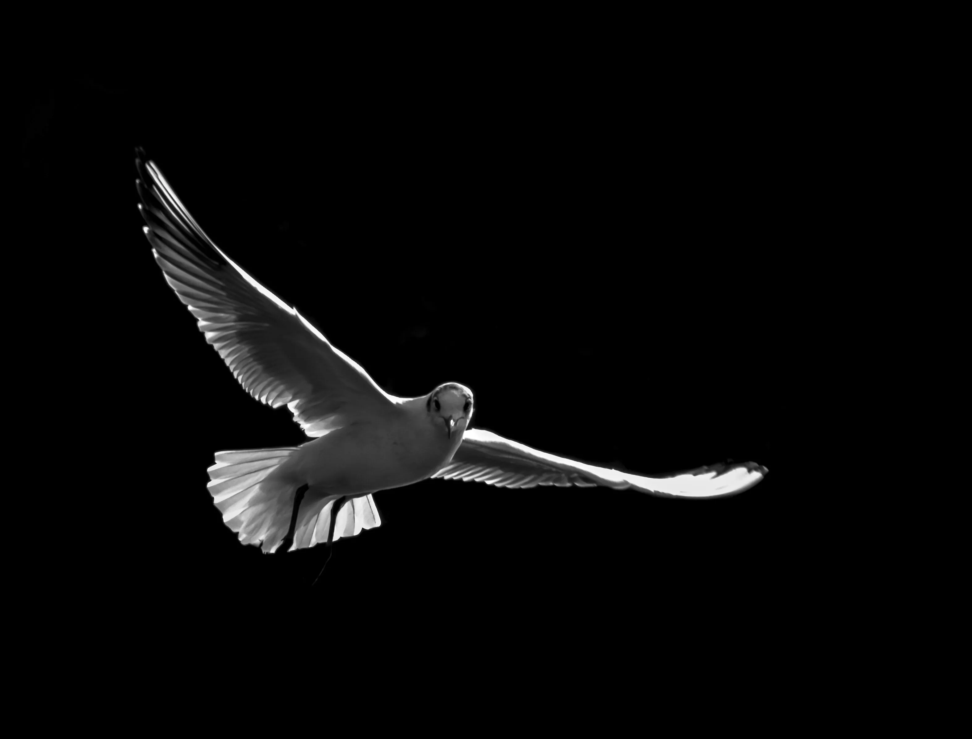 back lit gull