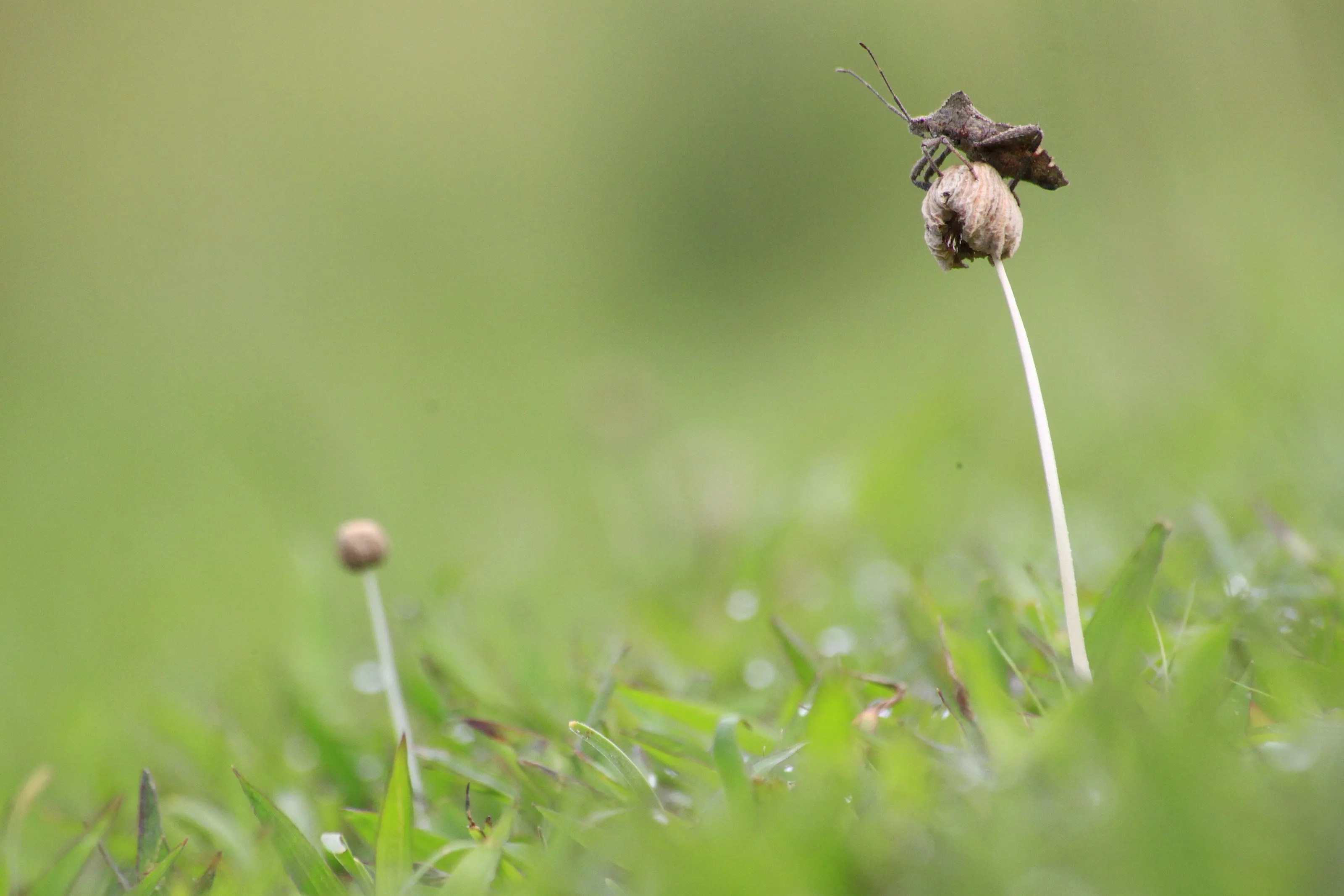 Bug life