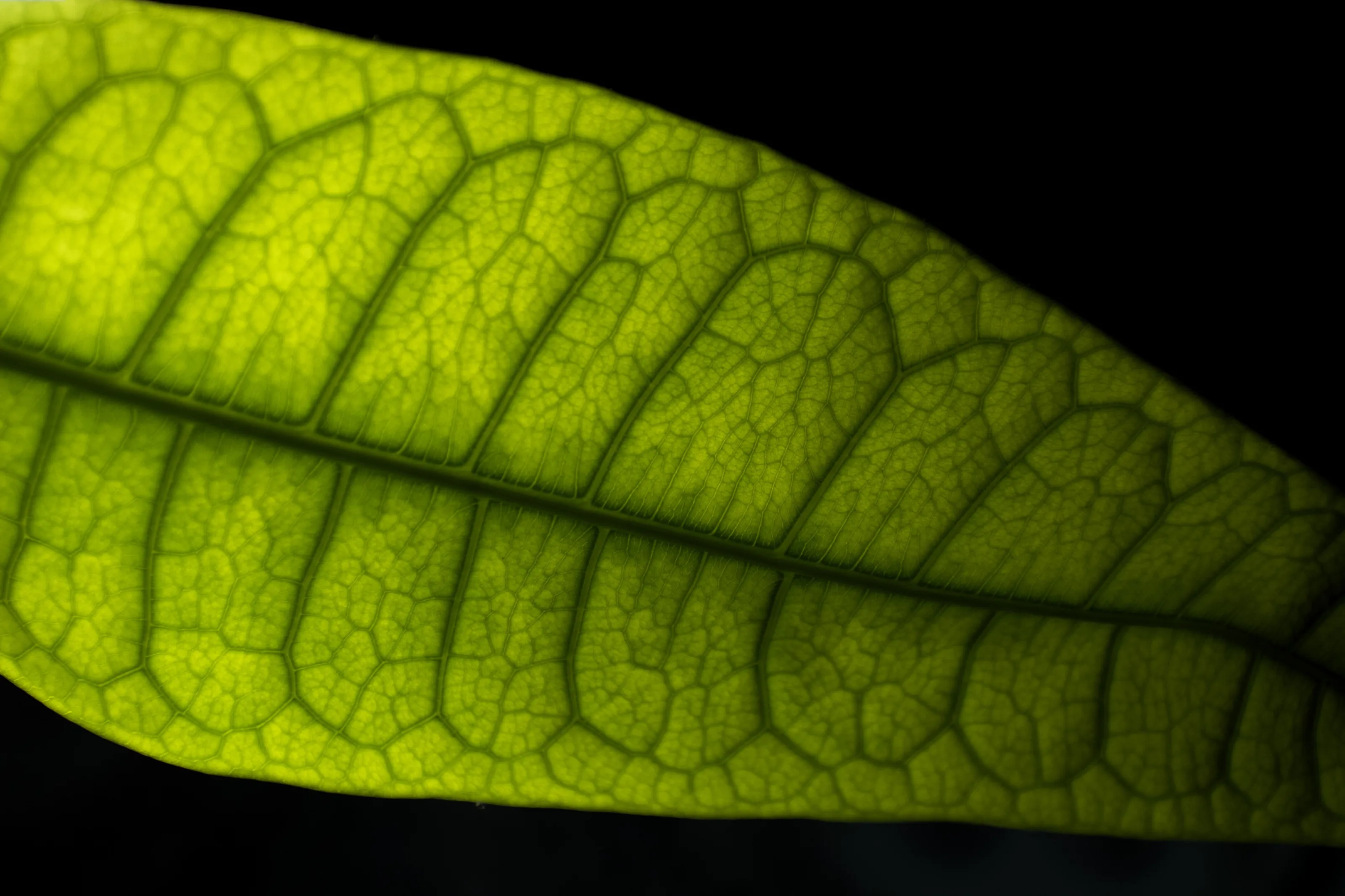 Green veins