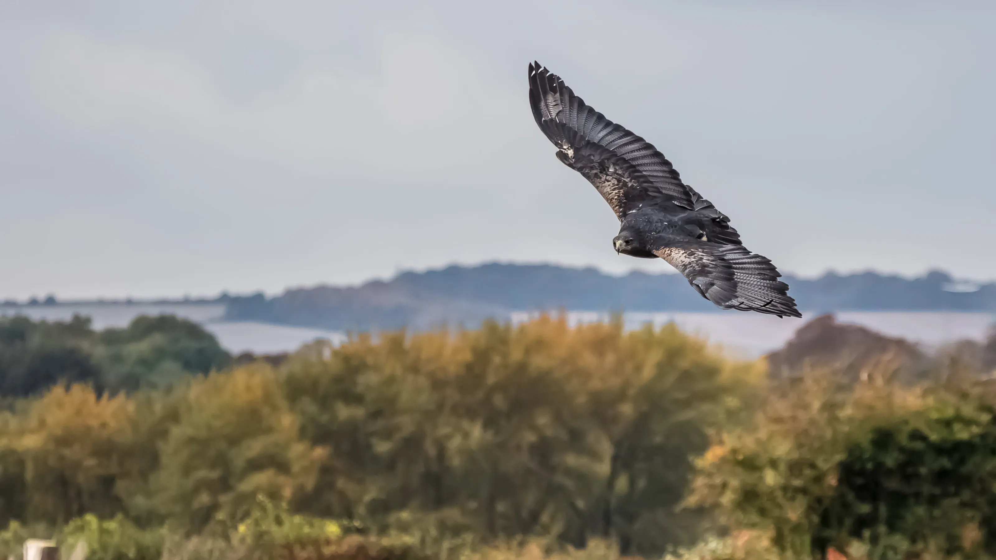 Soaring