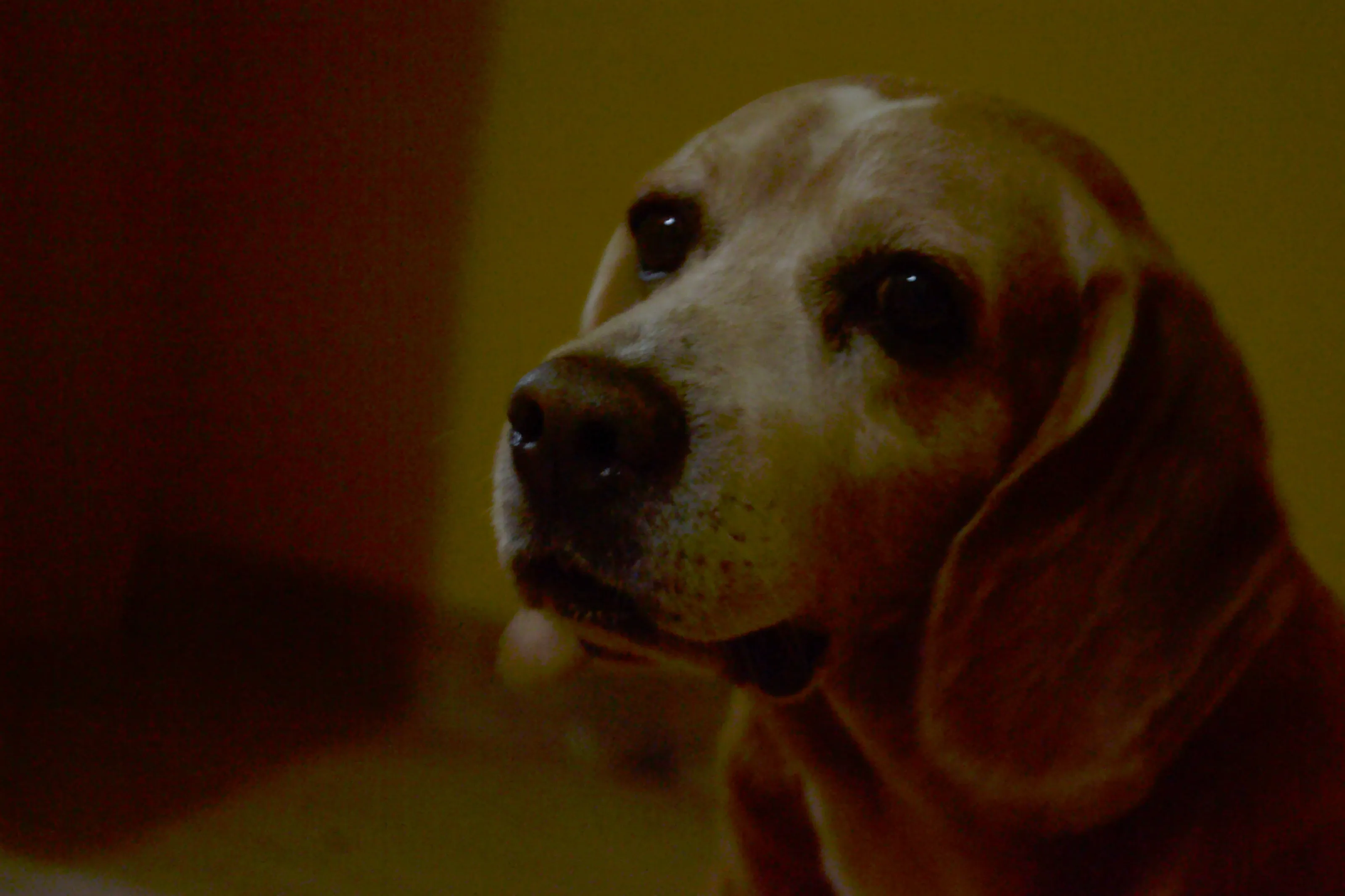 Adult beagle