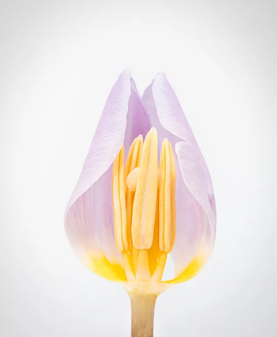 Deconstructed tulip