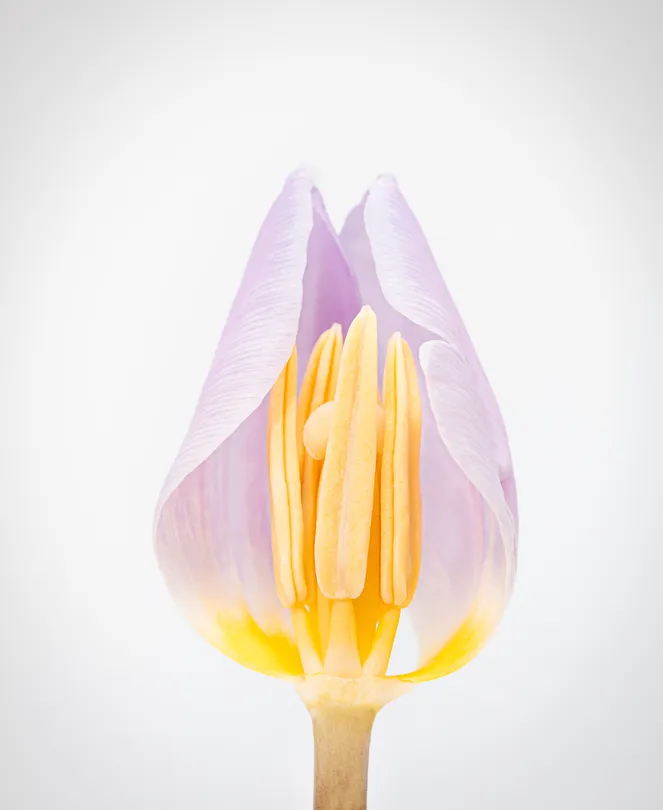 Deconstructed tulip