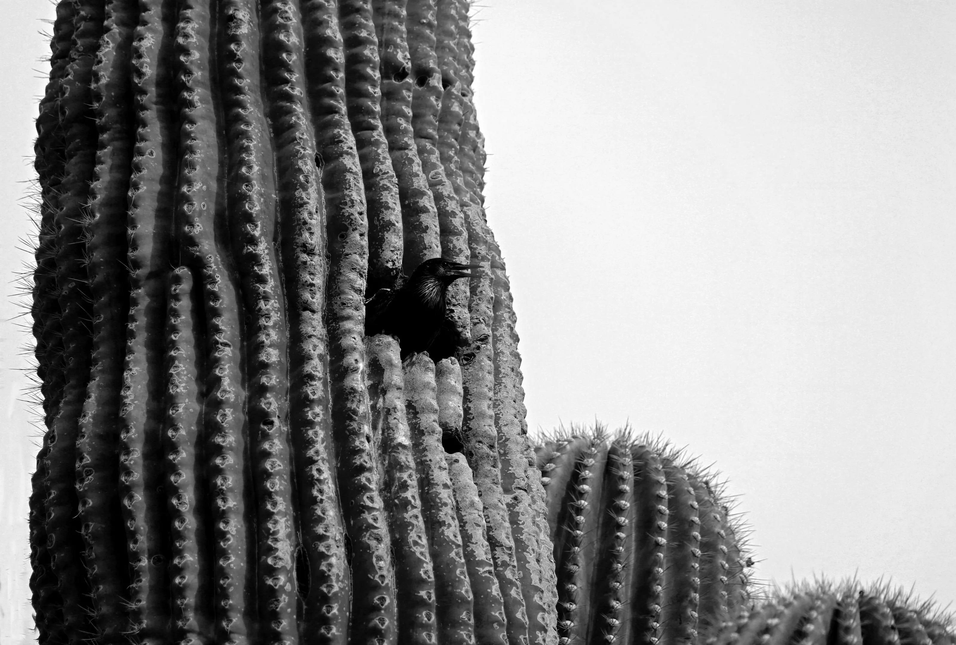Bird in the Saguaro