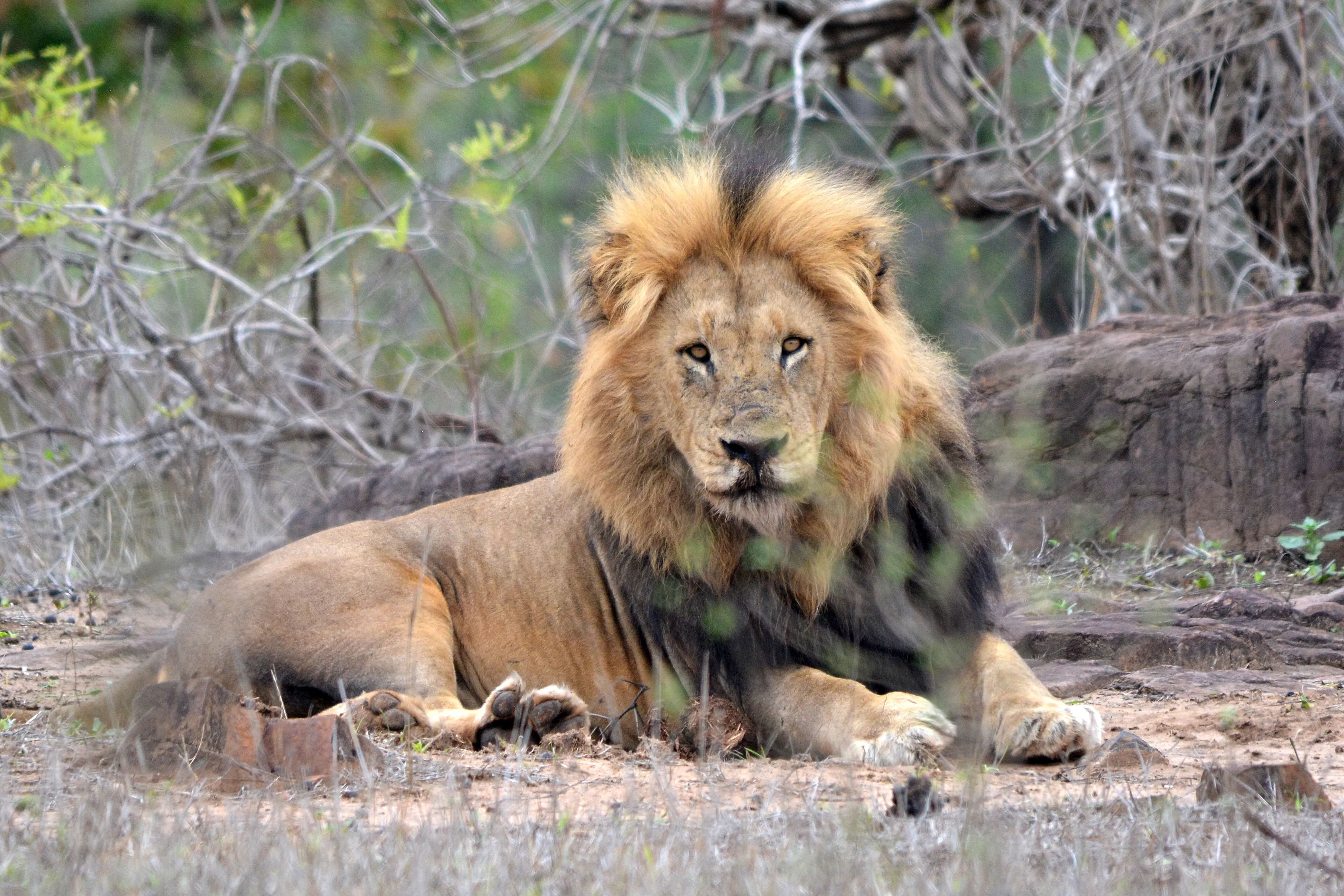 The Kings Stare