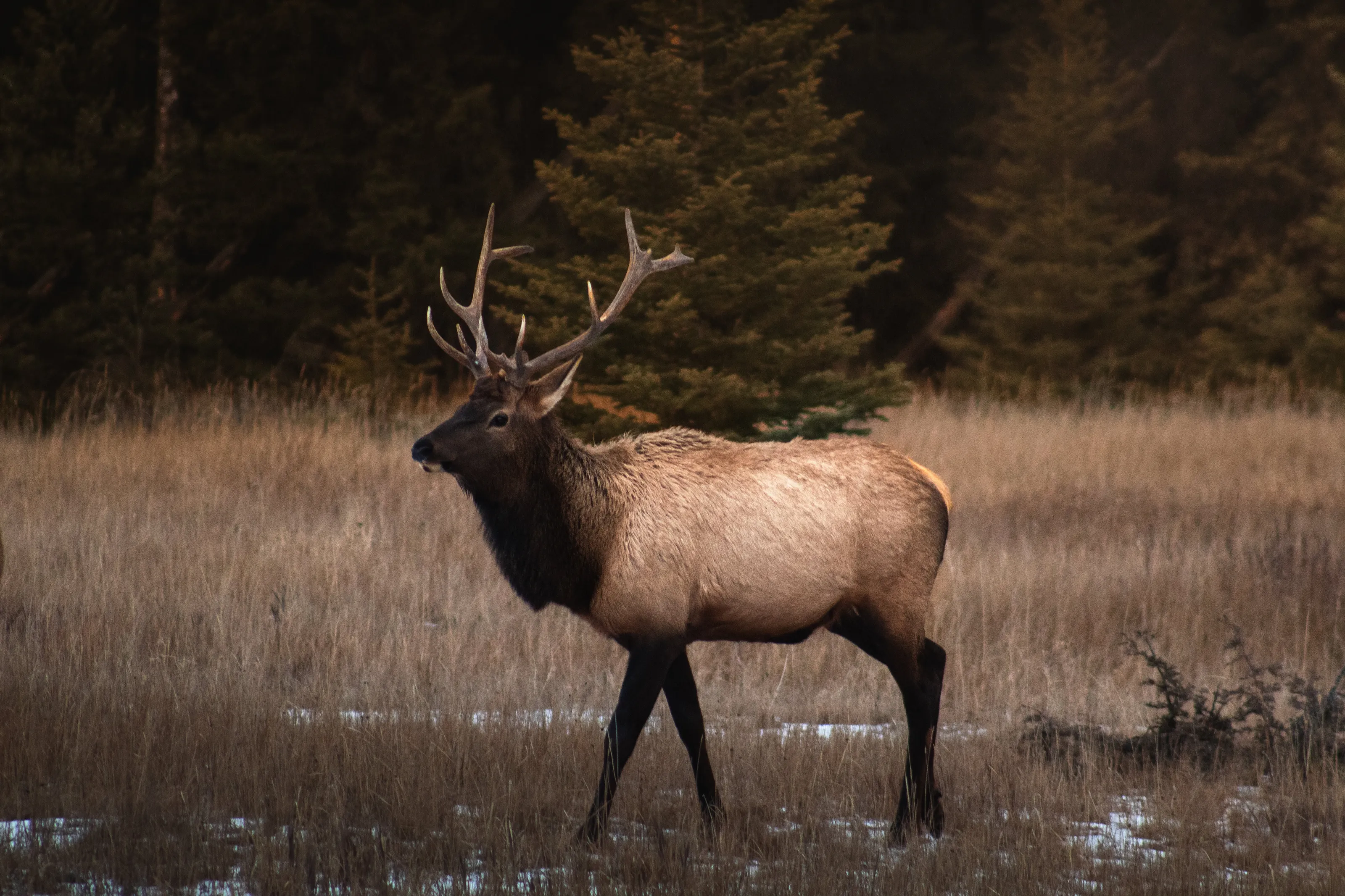Elk Season