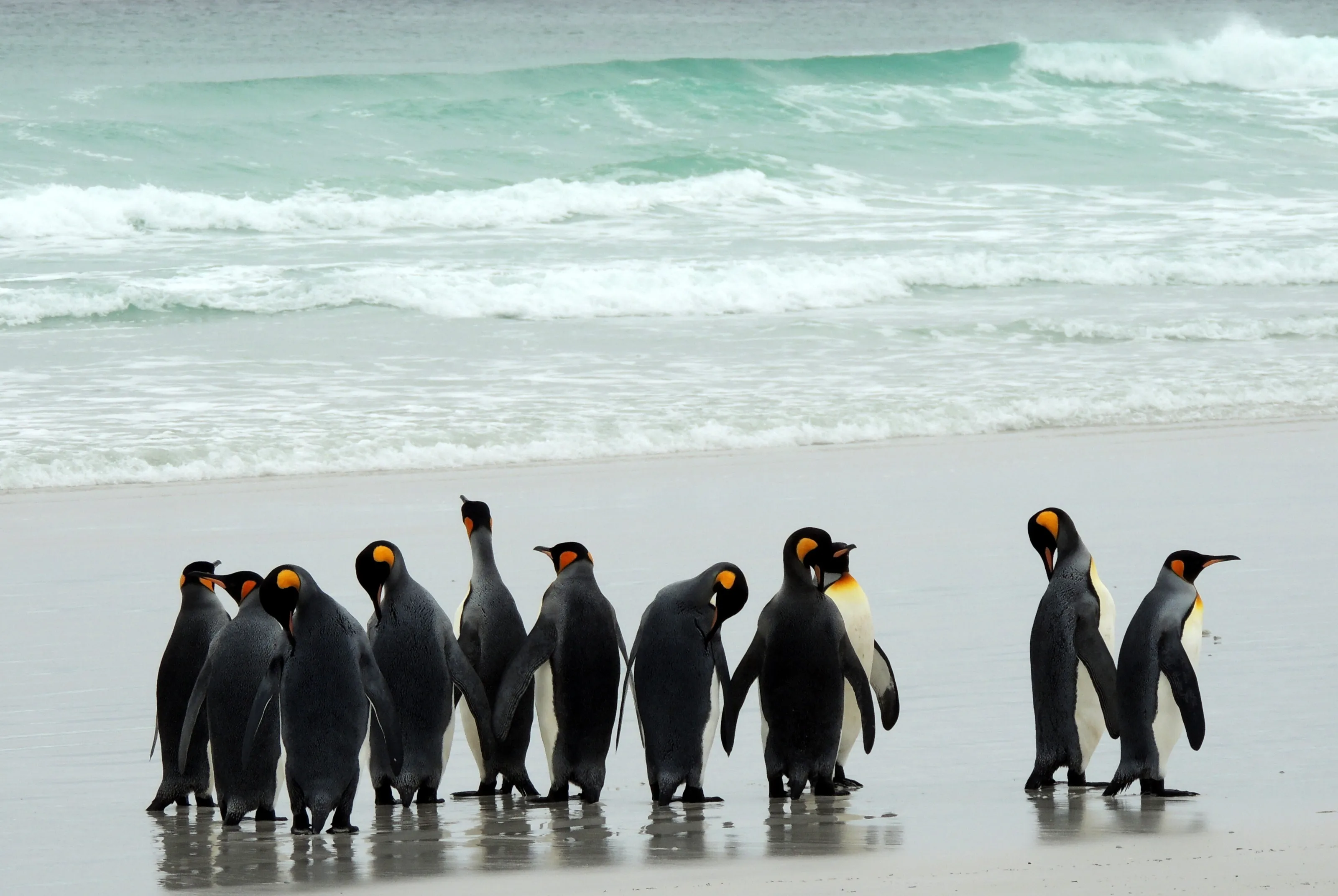 Penguins