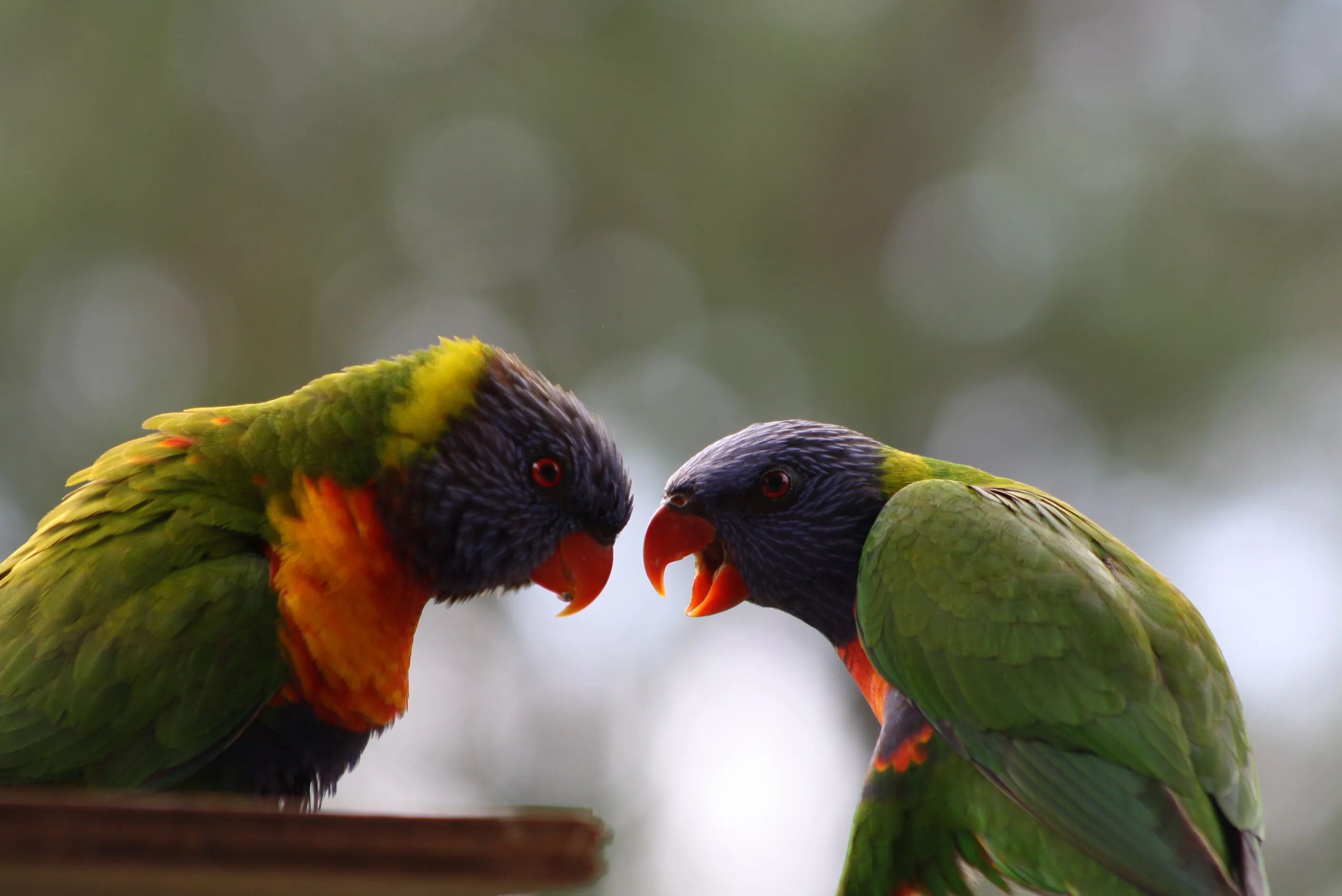 lorikeets
