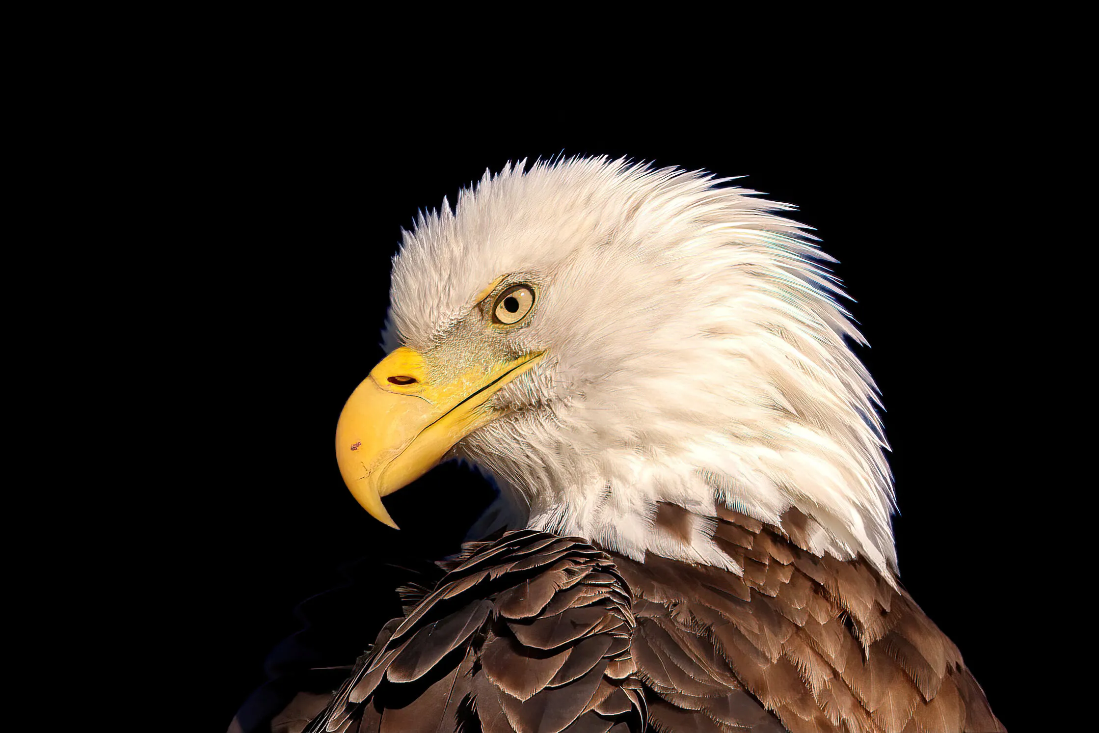 portrait of an eagle