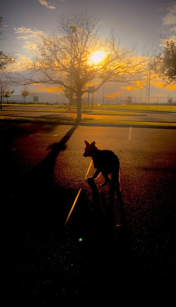 Sunset Shepherd