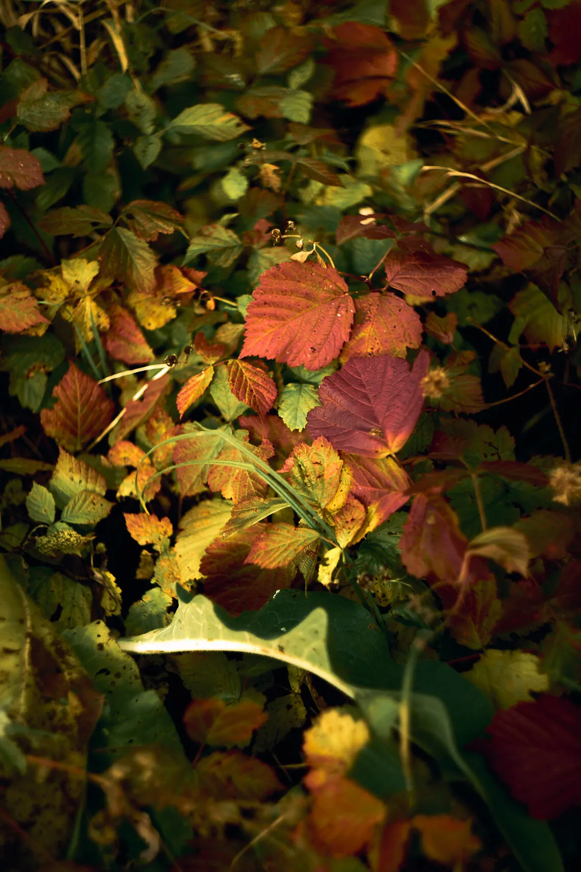 Autumn full of colors