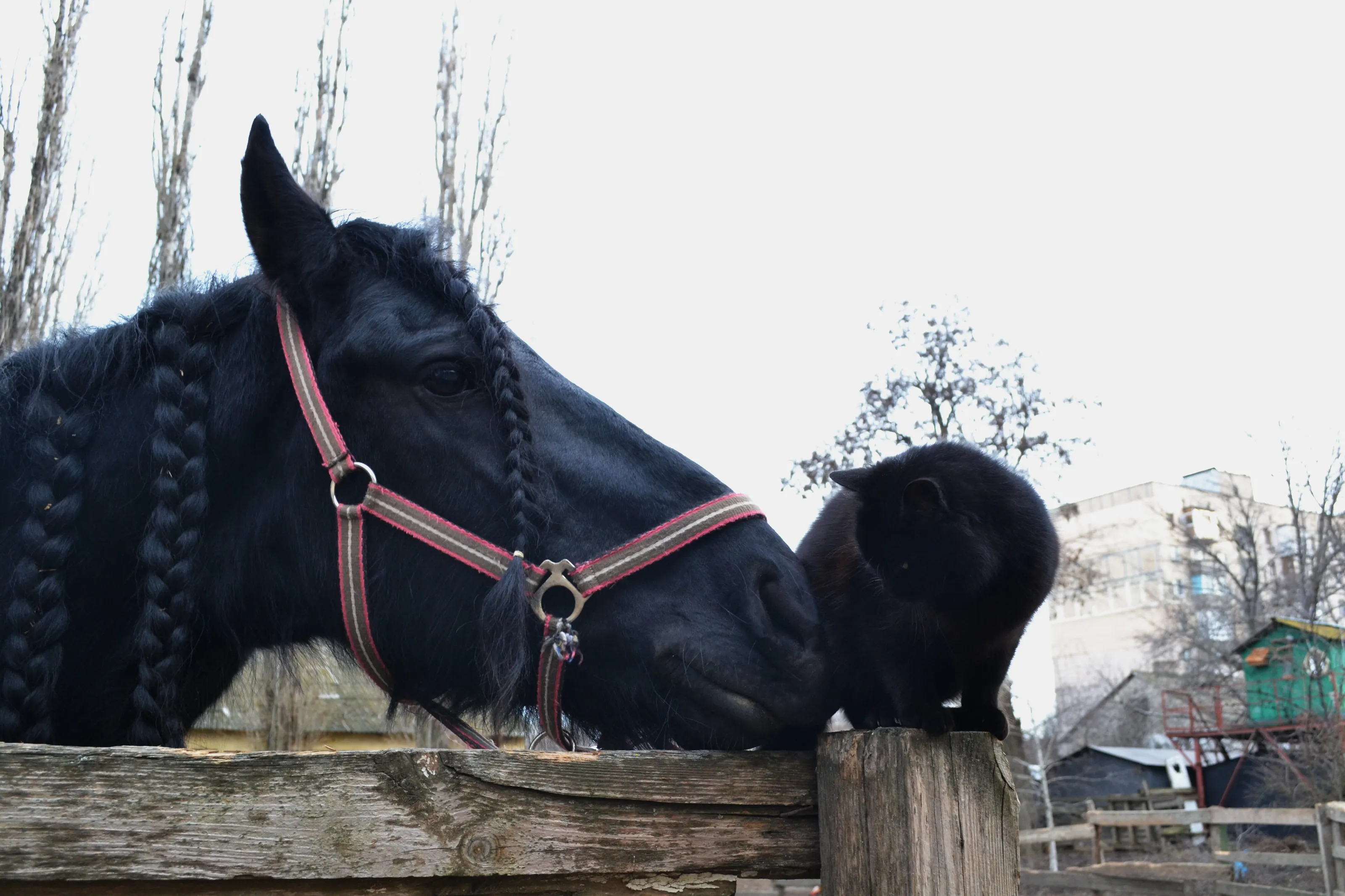 A cat with a horse