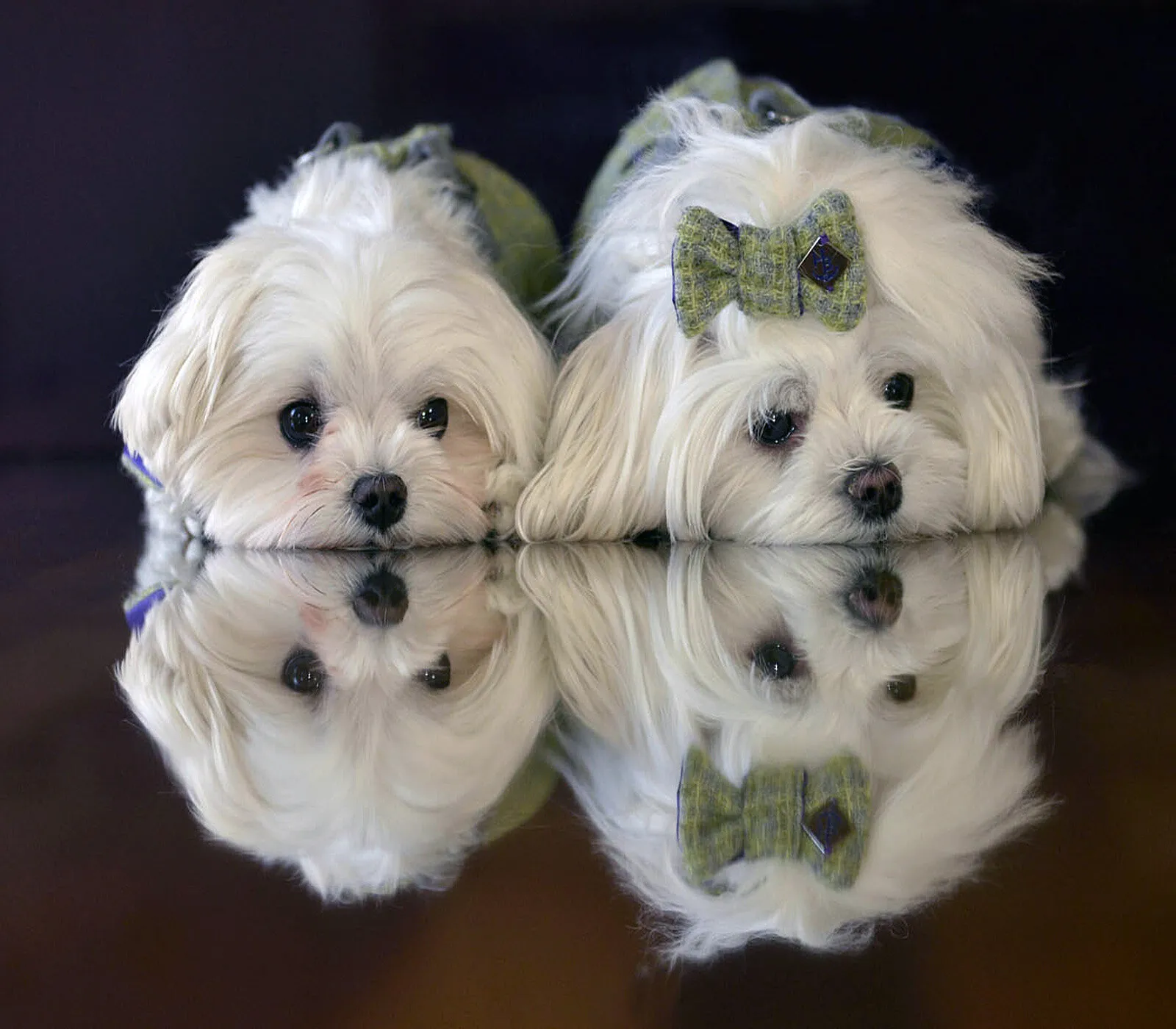 DOG DAY