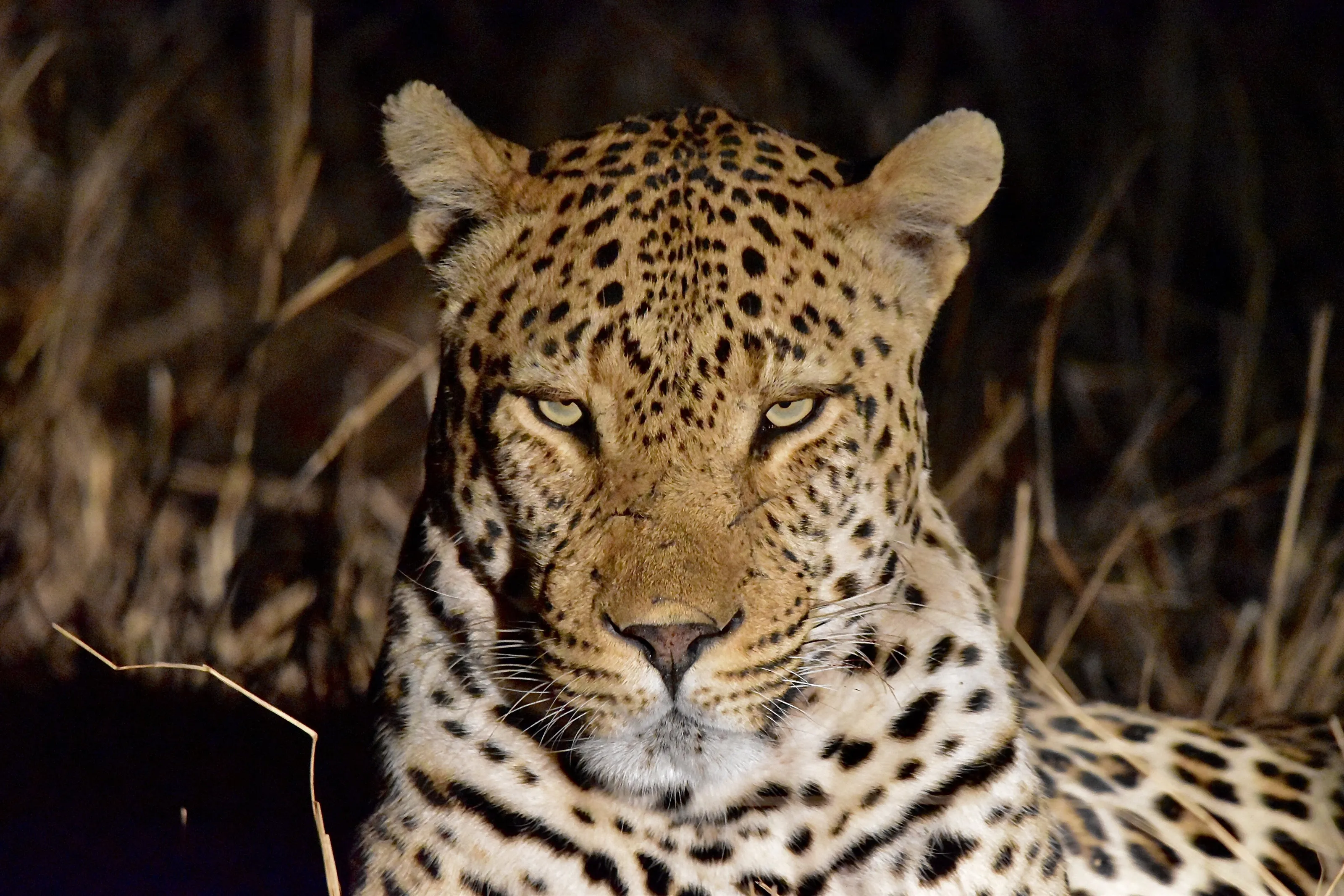 Intense stare!