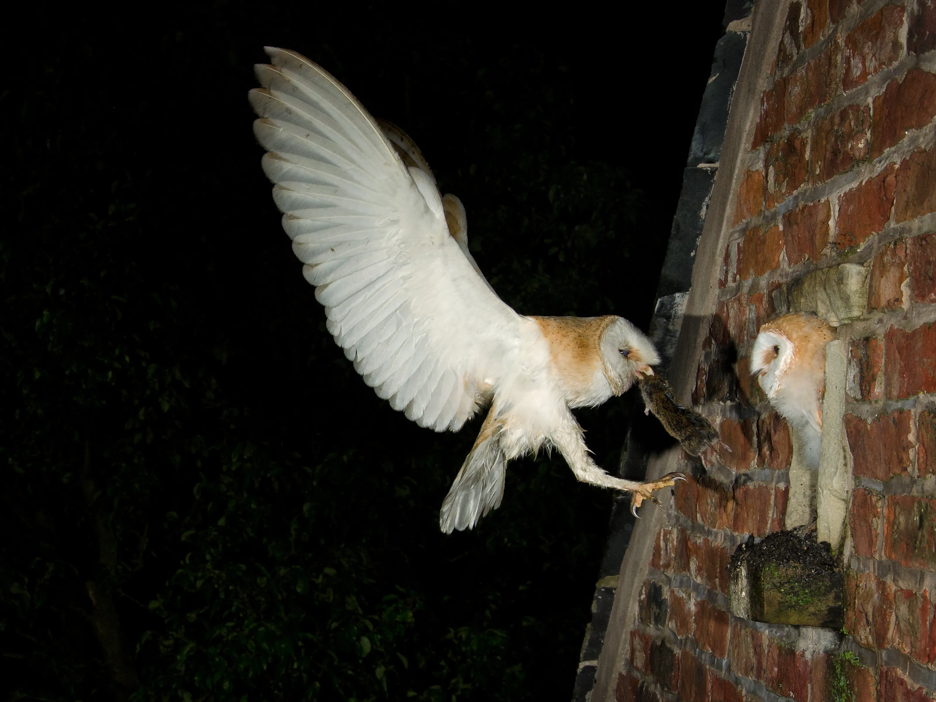 wild male barn owl feeding young