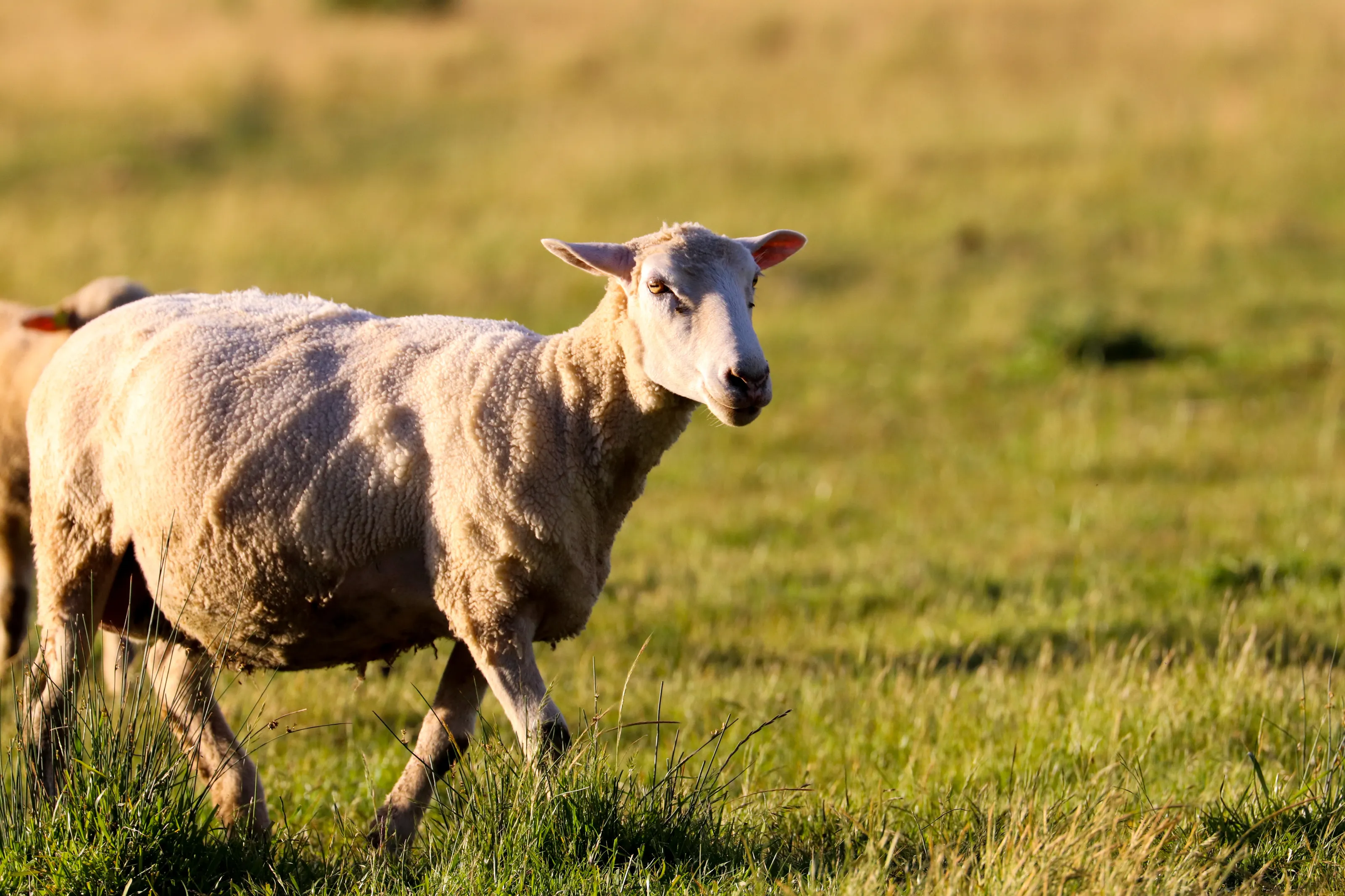 Aurora the Sheep