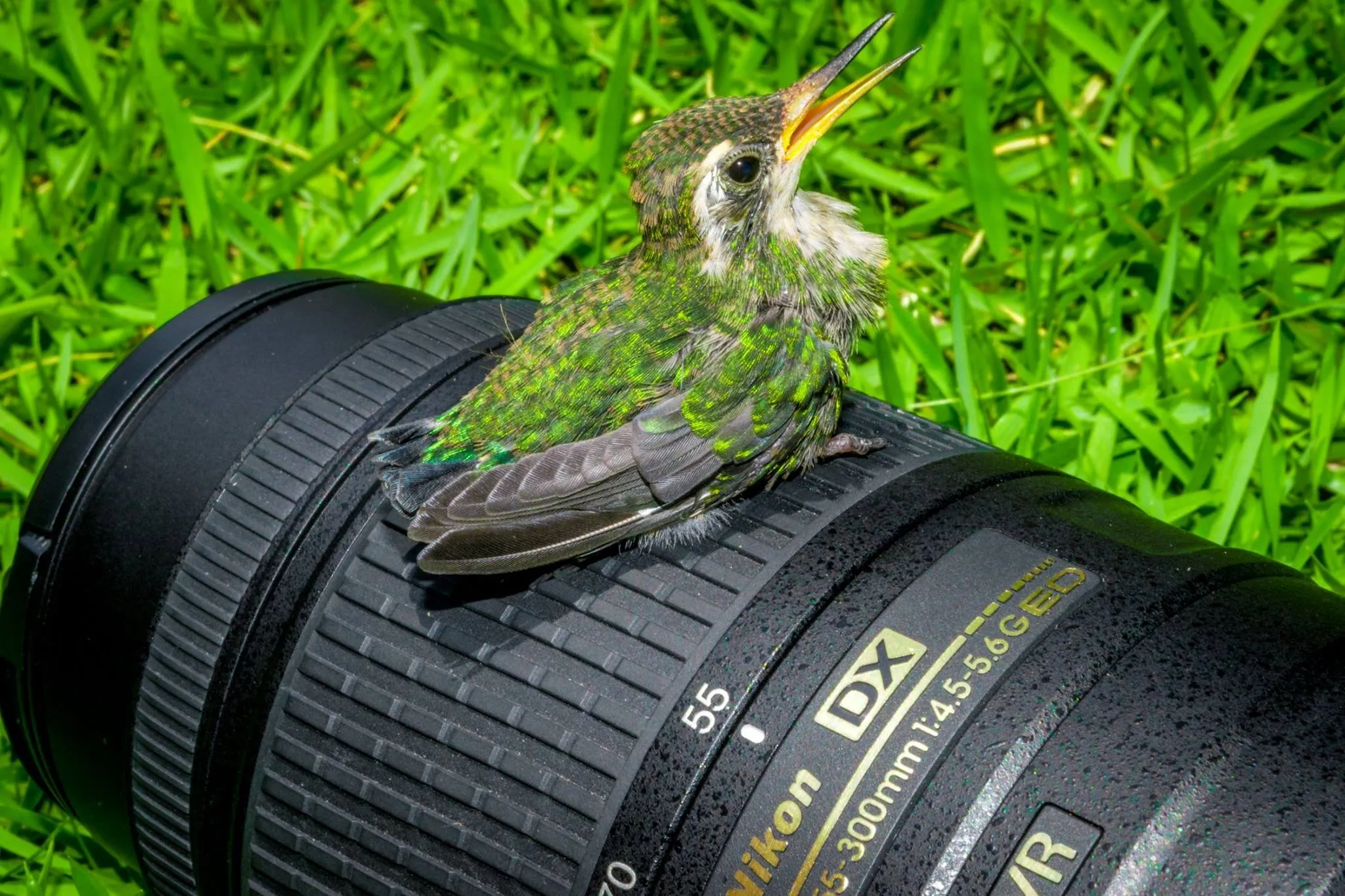 Hummingbird 55-300mm