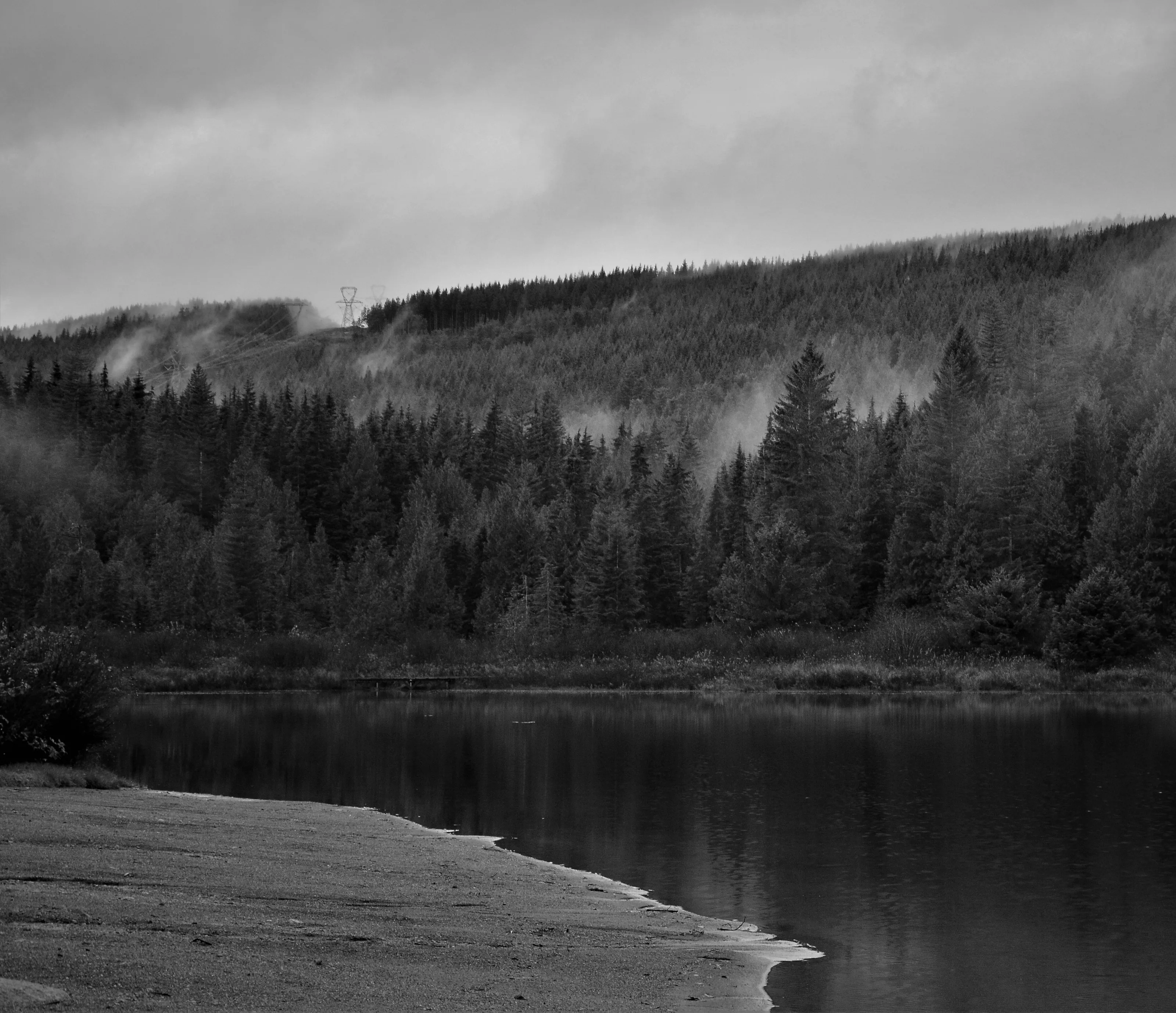Fog Draped Forrest