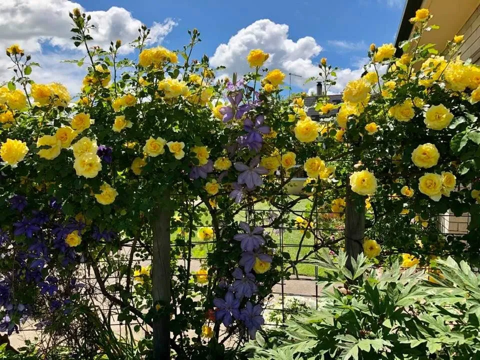 Roses in Longford