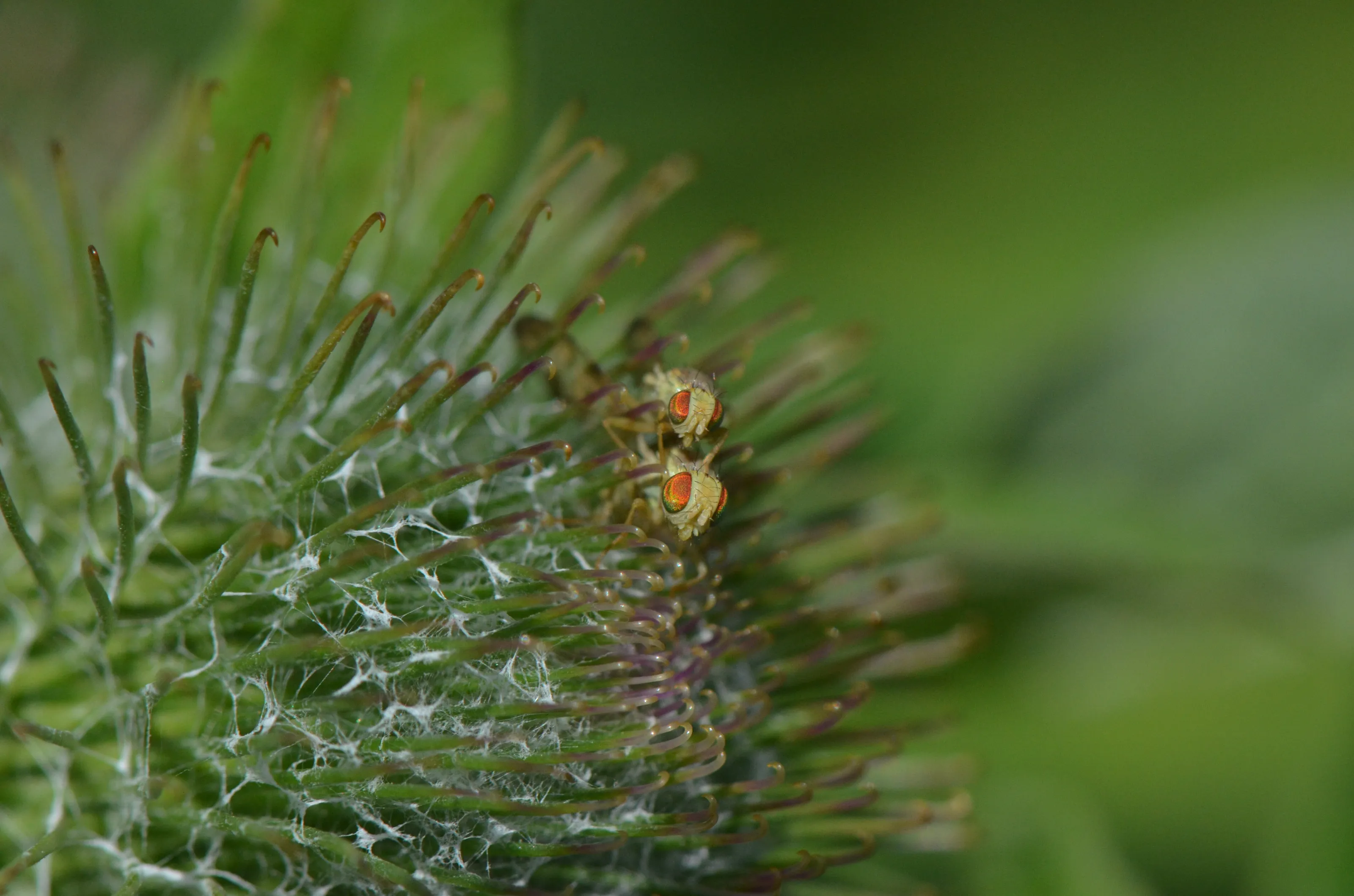 Dung Flies