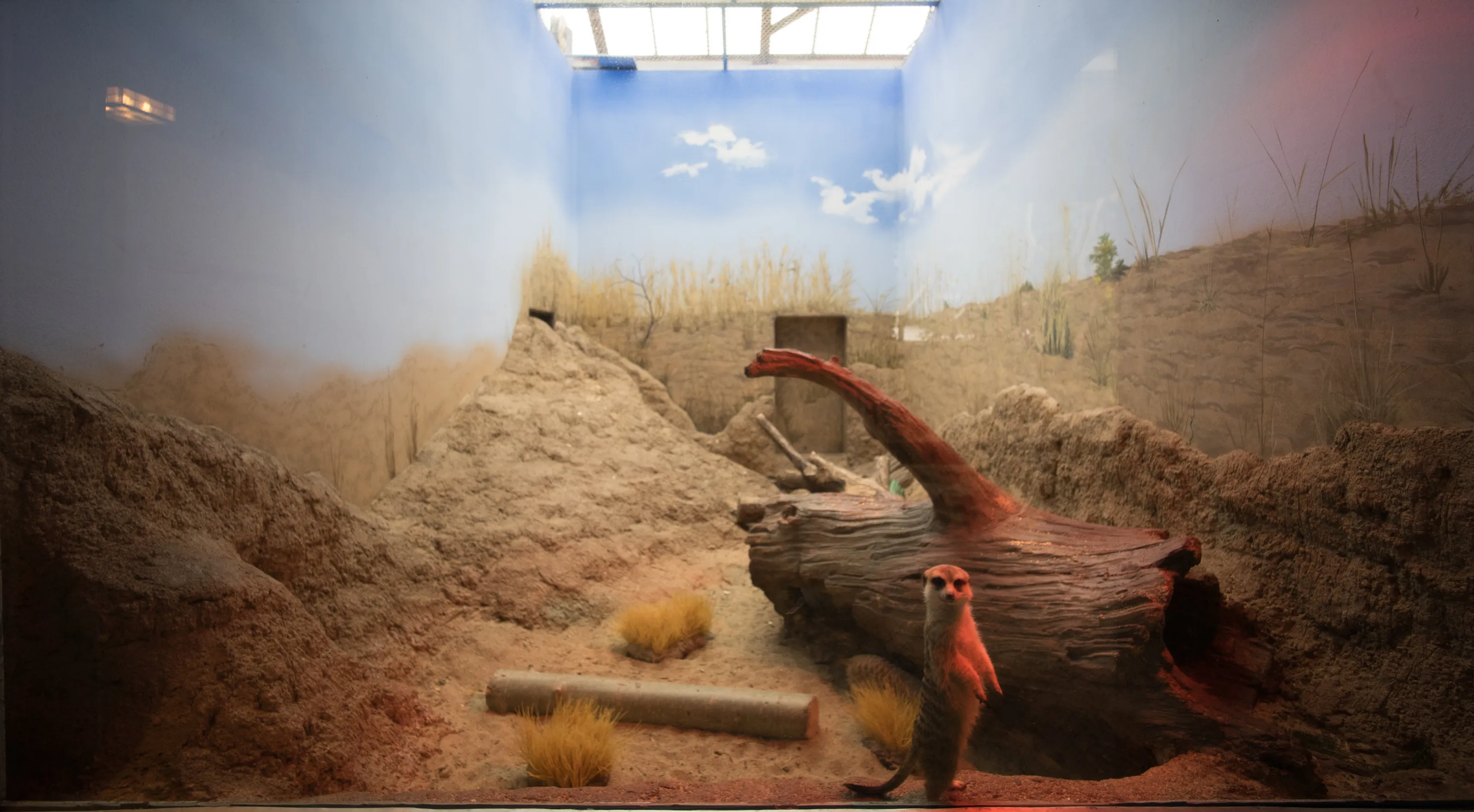 meerkat