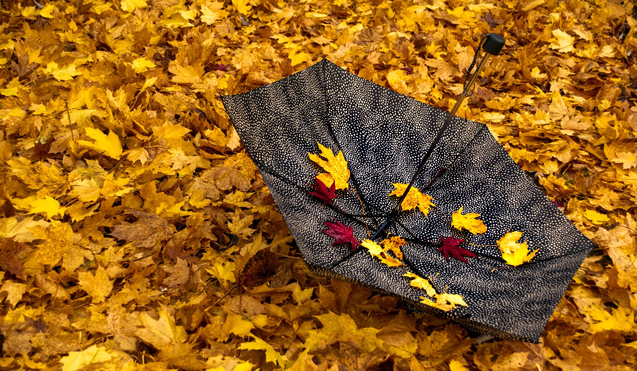 Umbrella season...