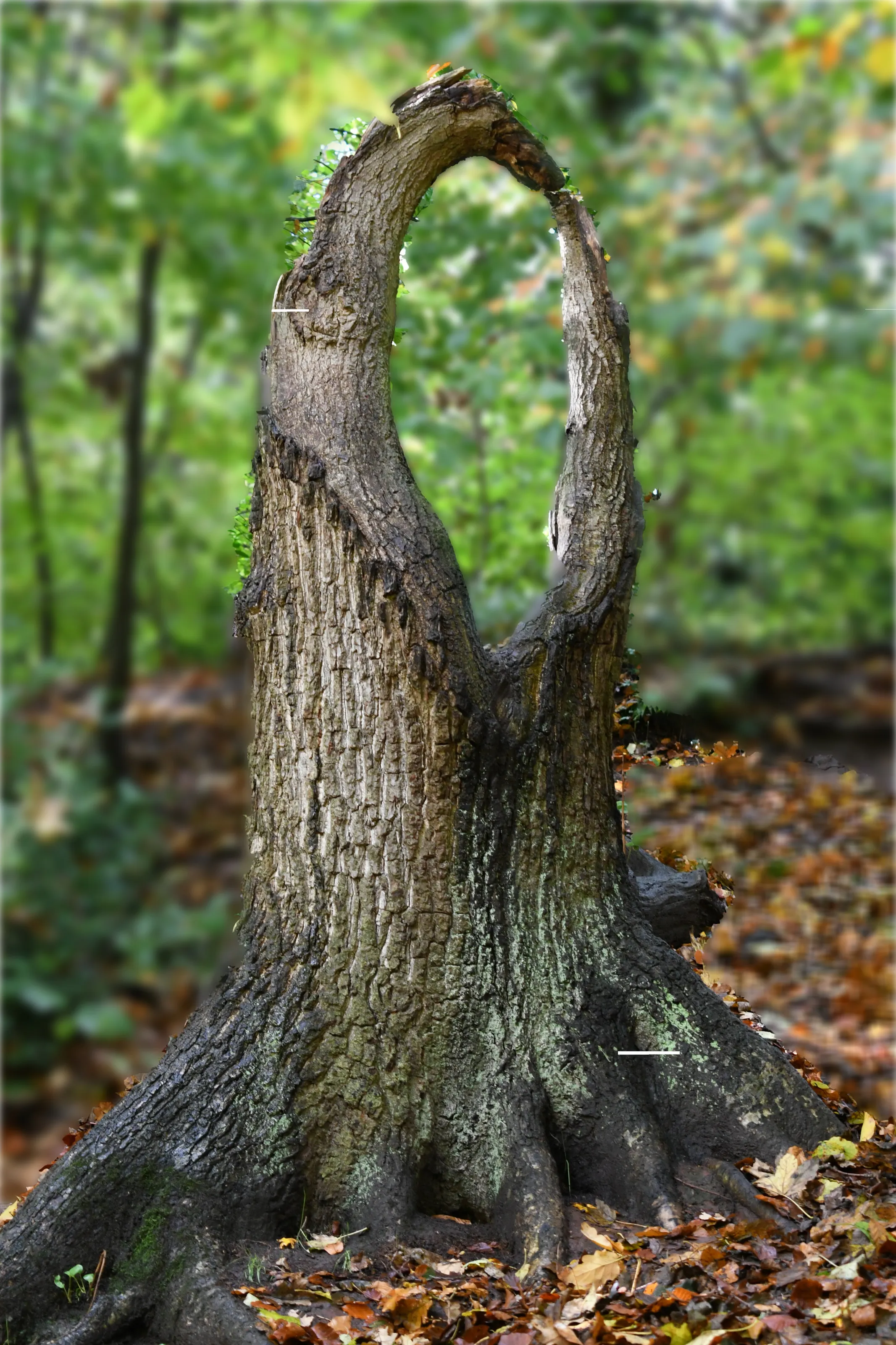 Tree through