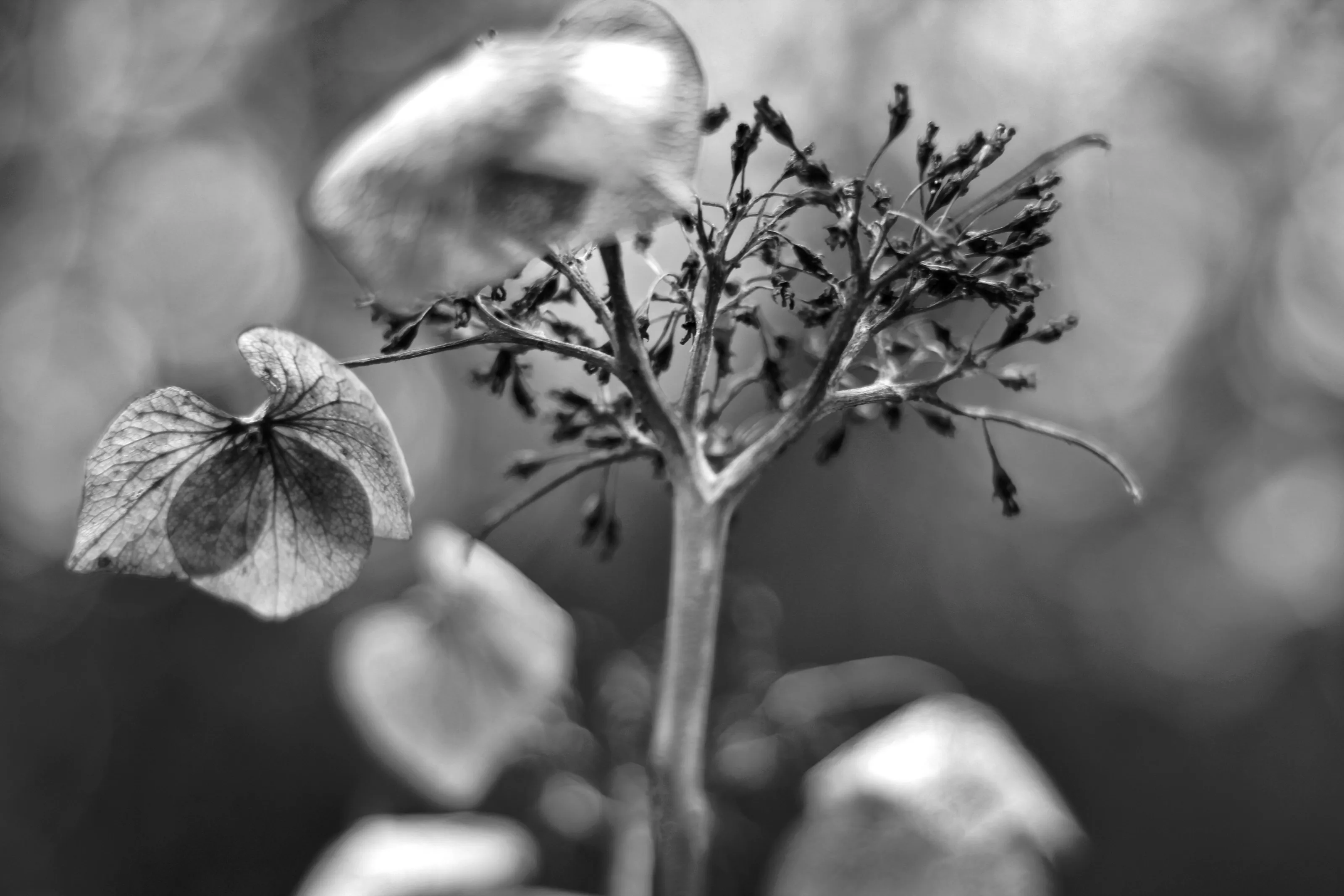 when nature dies
