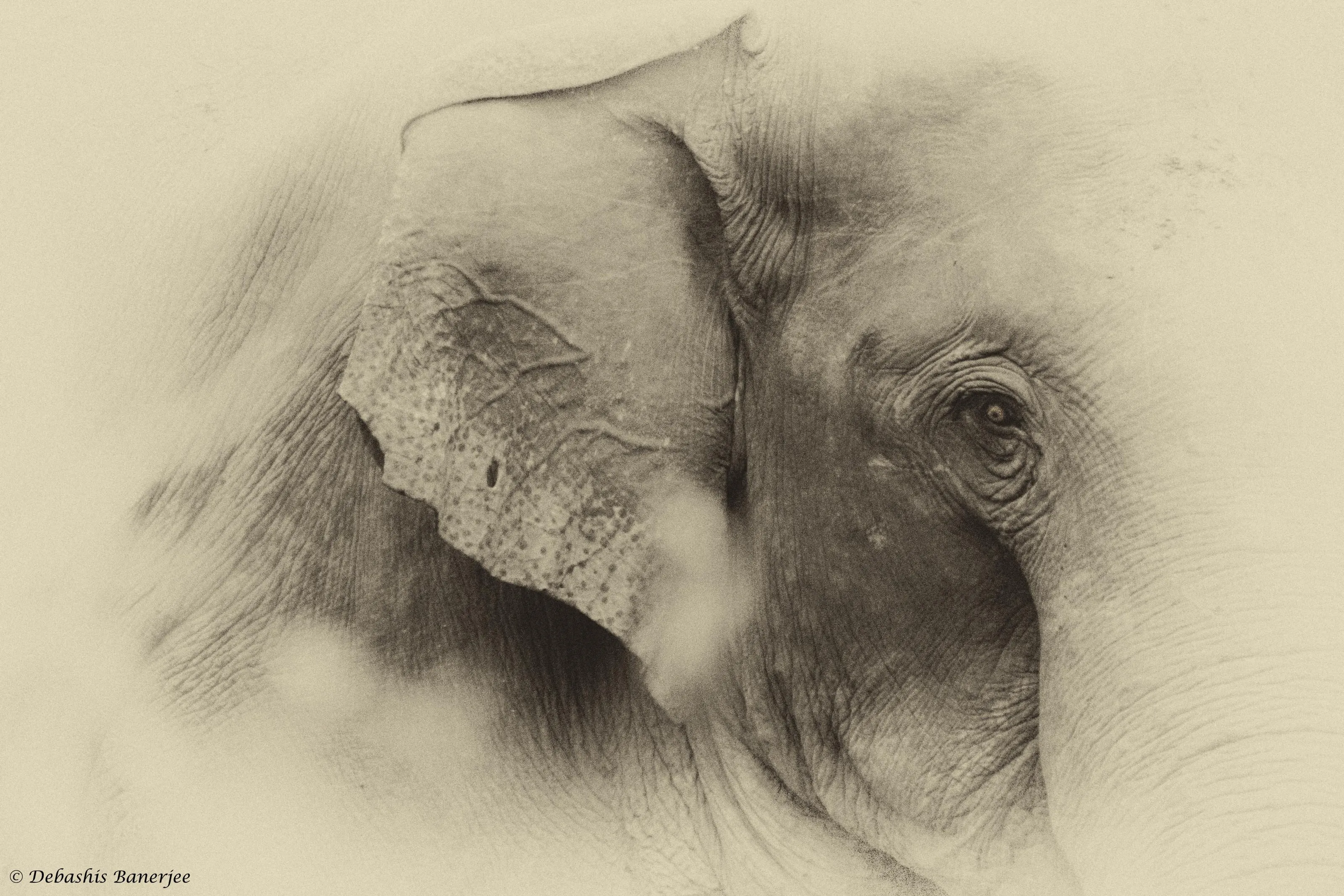 ELEPHANT - A PORTRAIT