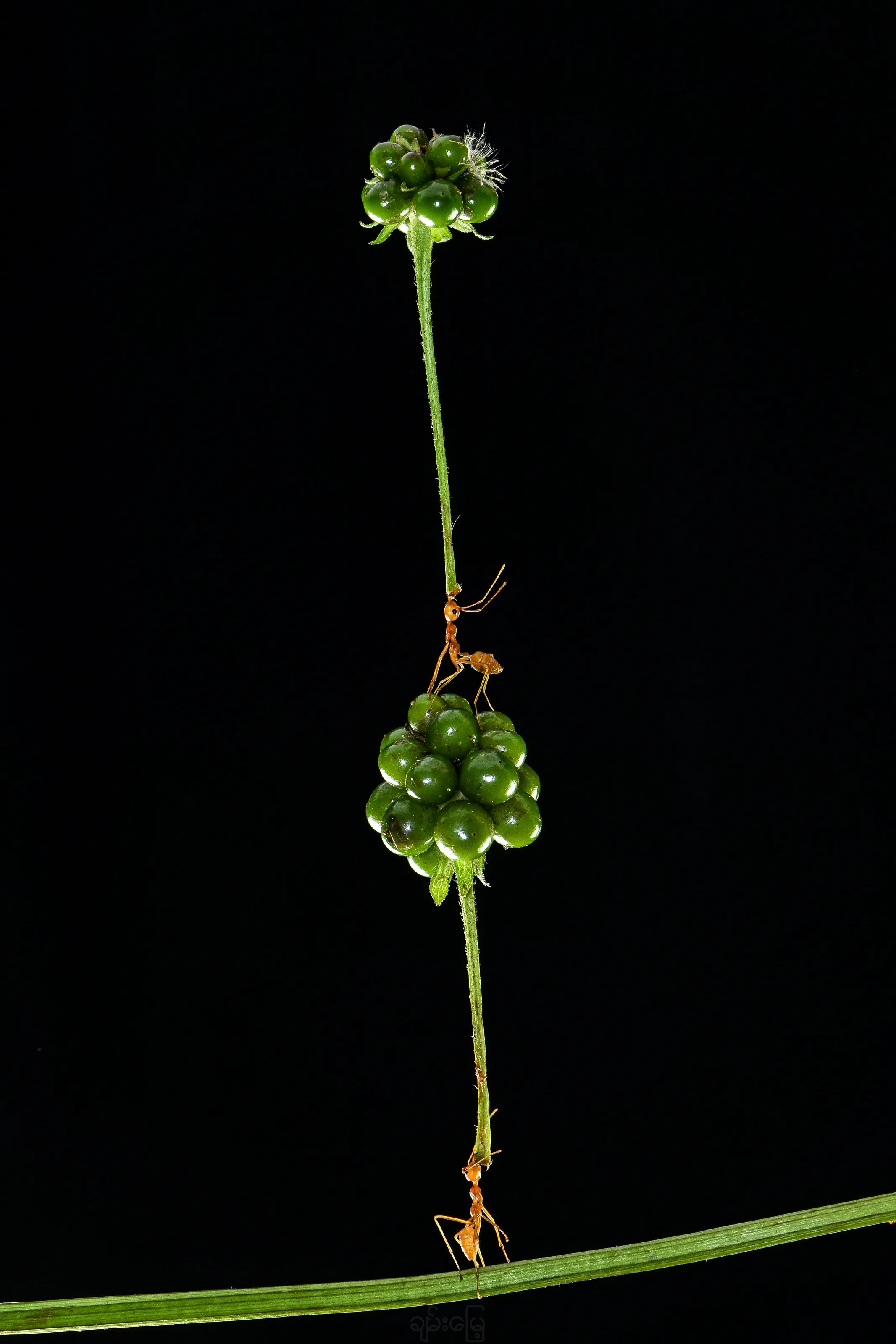 The Ant Power