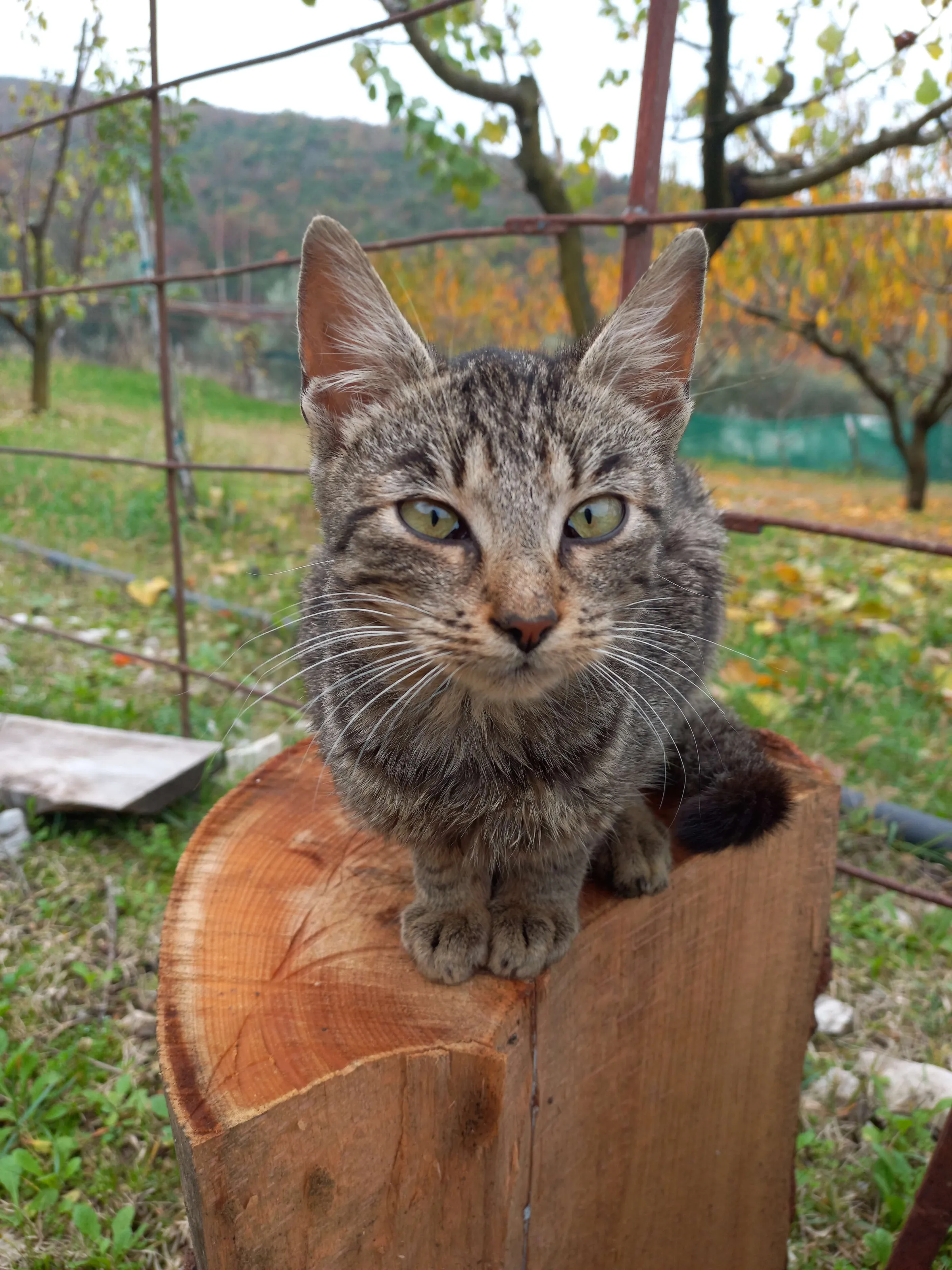 Cat
