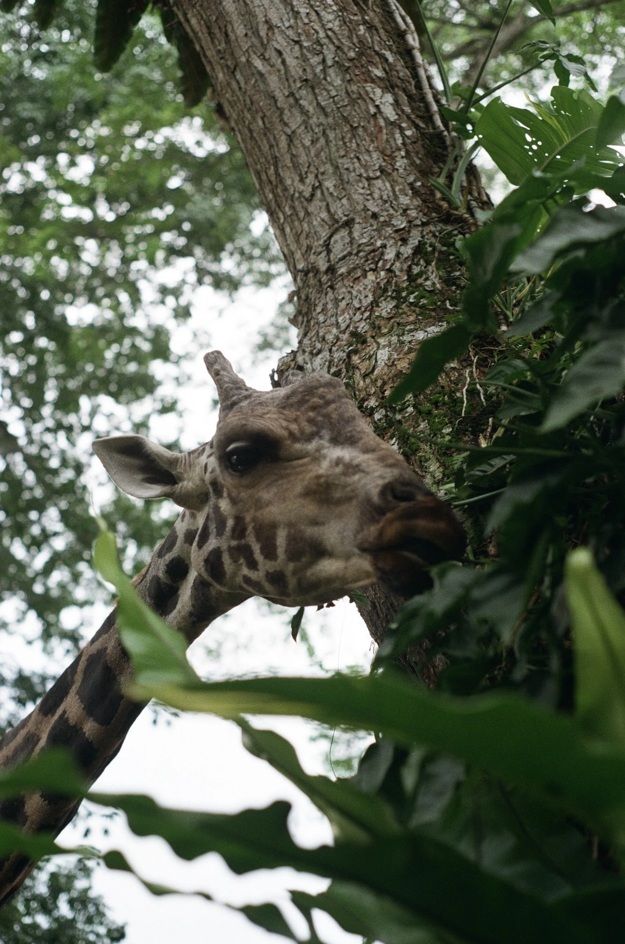 Giraffe having lunch